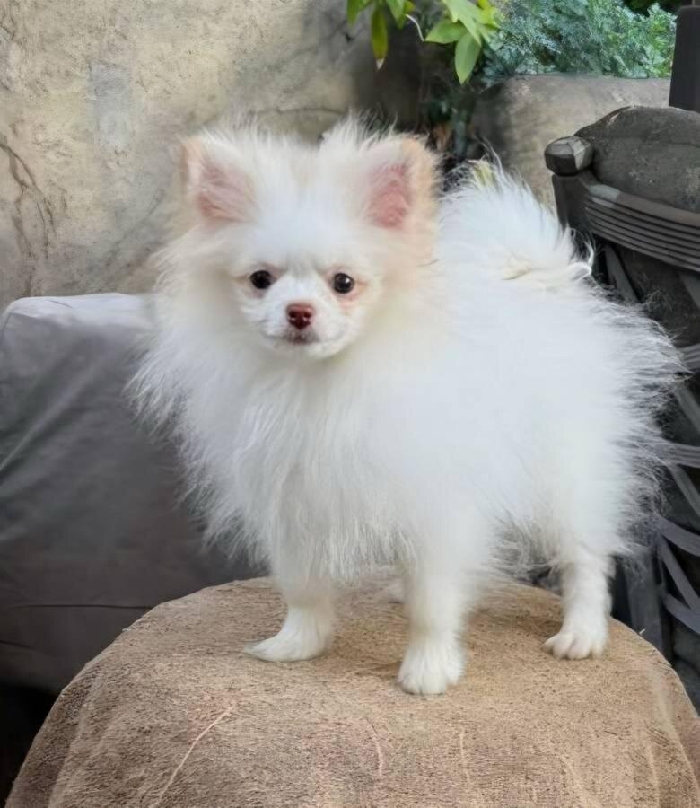 Adorable AKC-Quality Pomeranian Puppies image 4