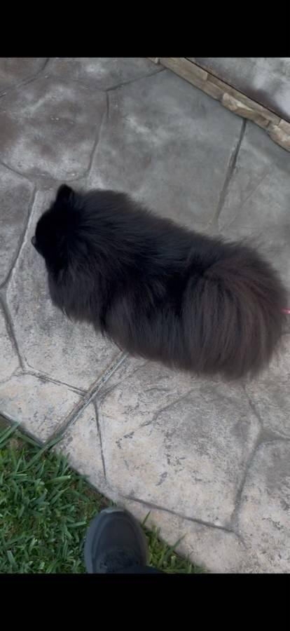 Adorable AKC-Quality Pomeranian Puppies image 5