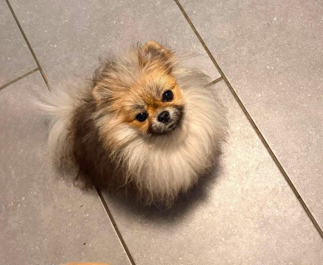 Adorable AKC-Quality Pomeranian Puppies image 6