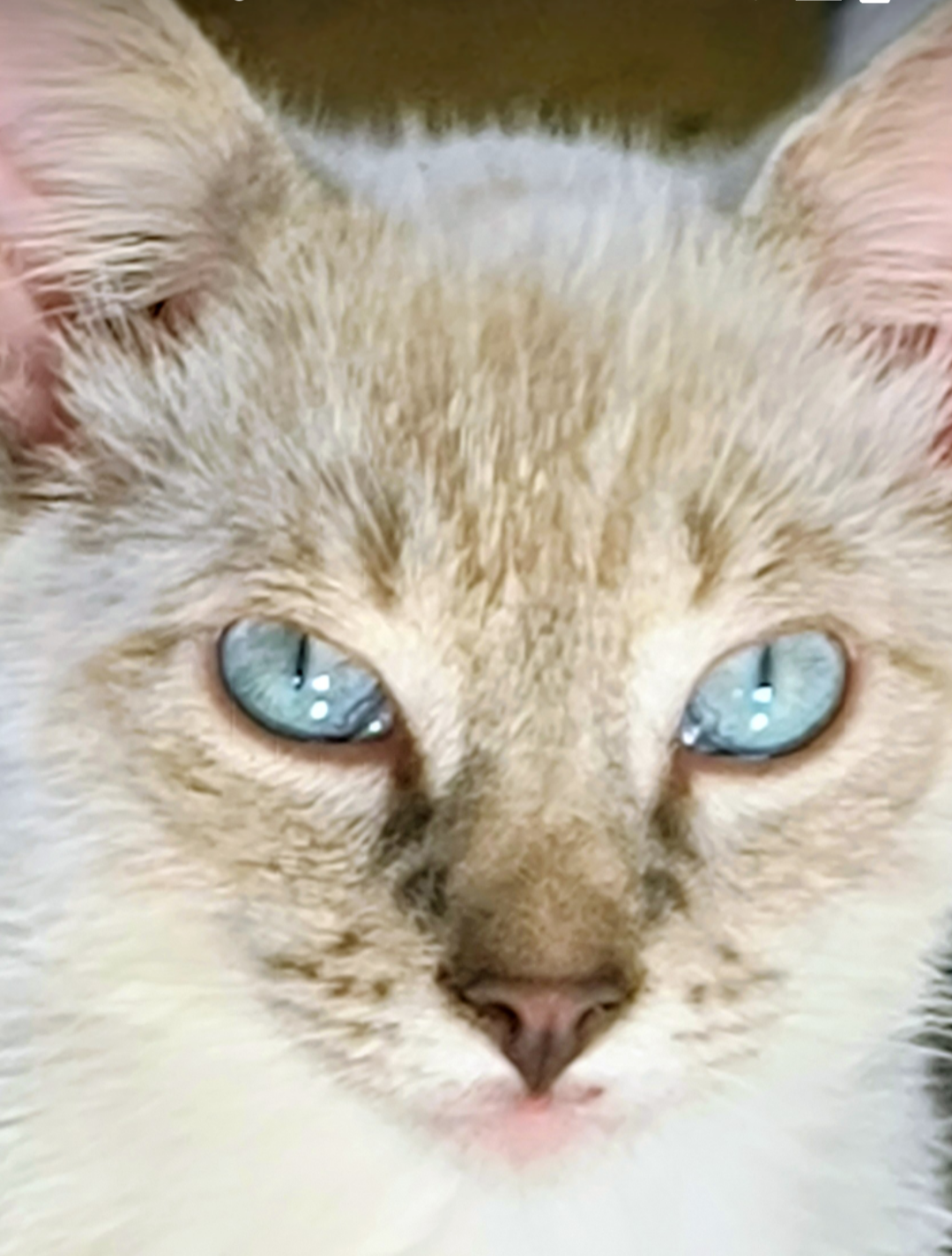 Beautiful Blue Eyed Ragdoll Cross Kittens image 5