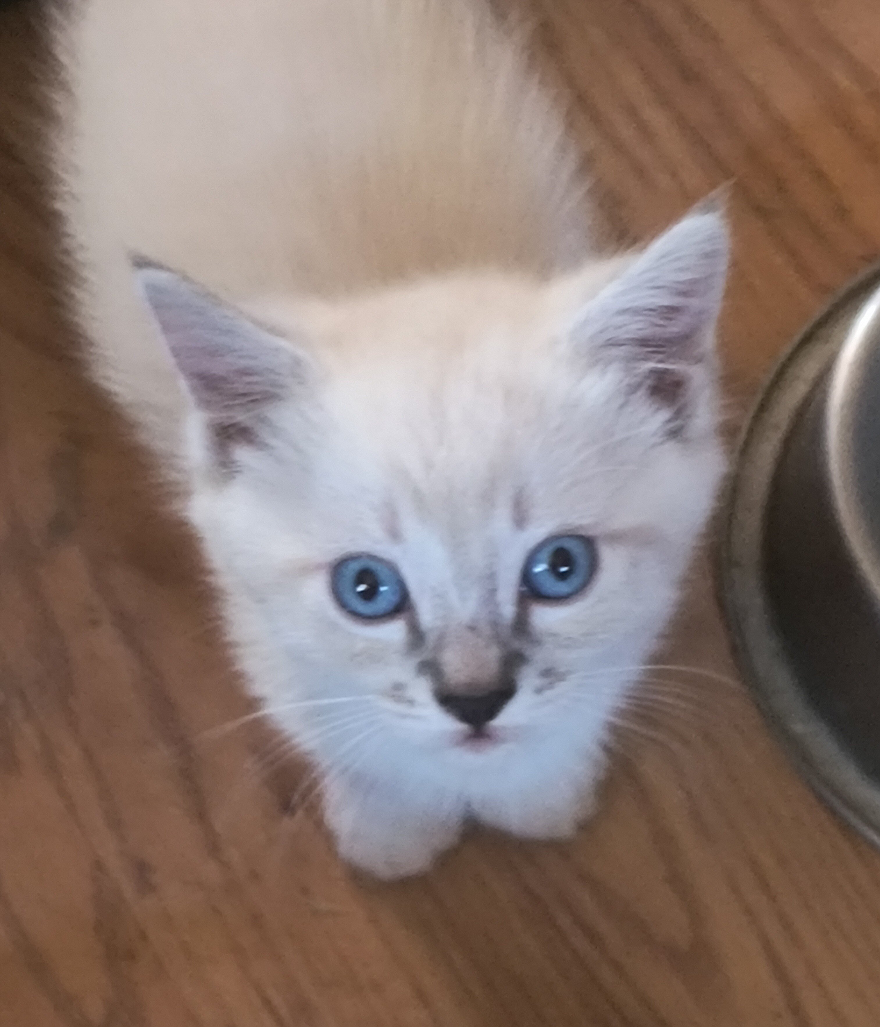 Beautiful Blue Eyed Ragdoll Cross Kittens image 3