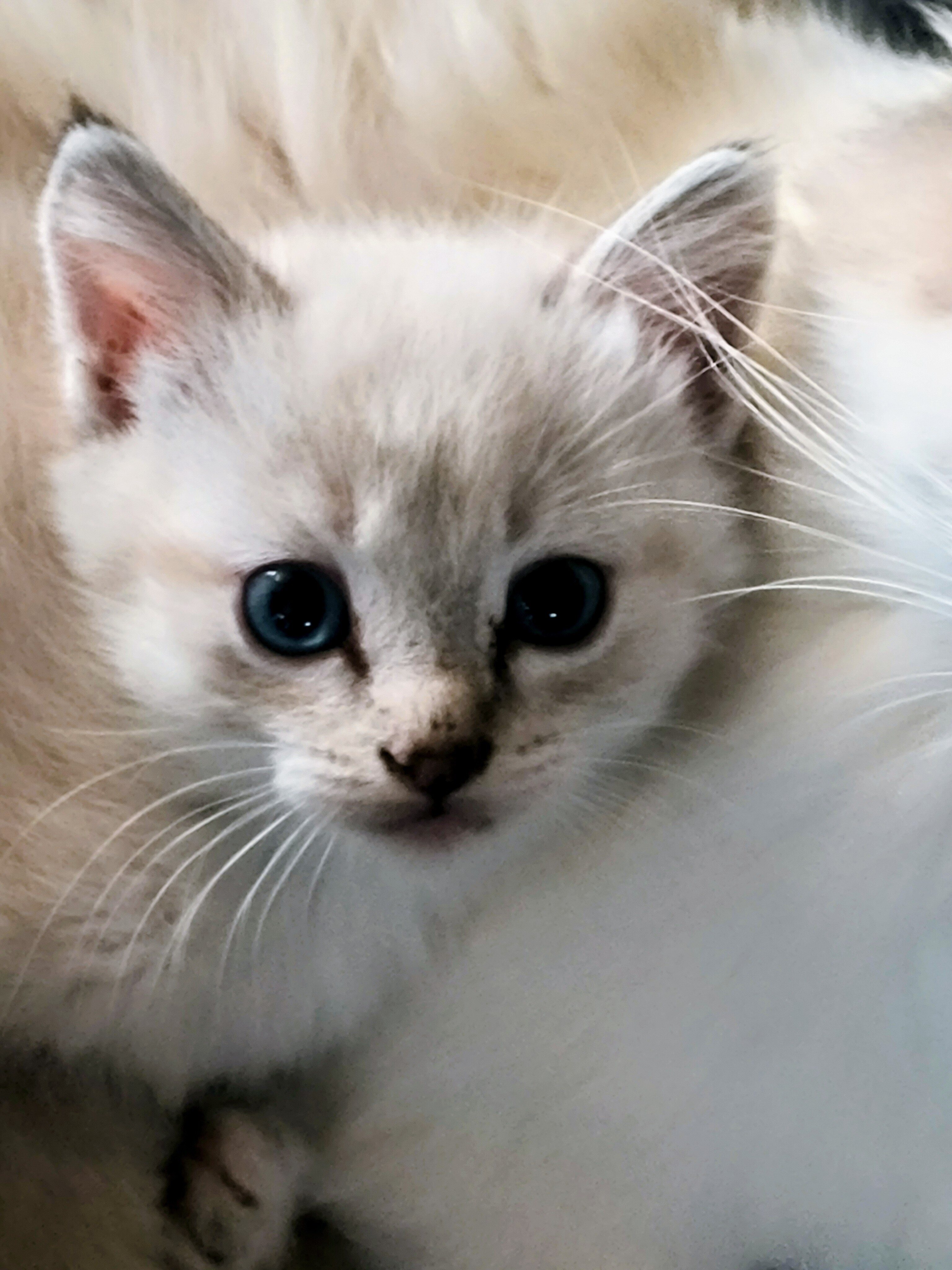 Beautiful Blue Eyed Ragdoll Cross Kittens image 2