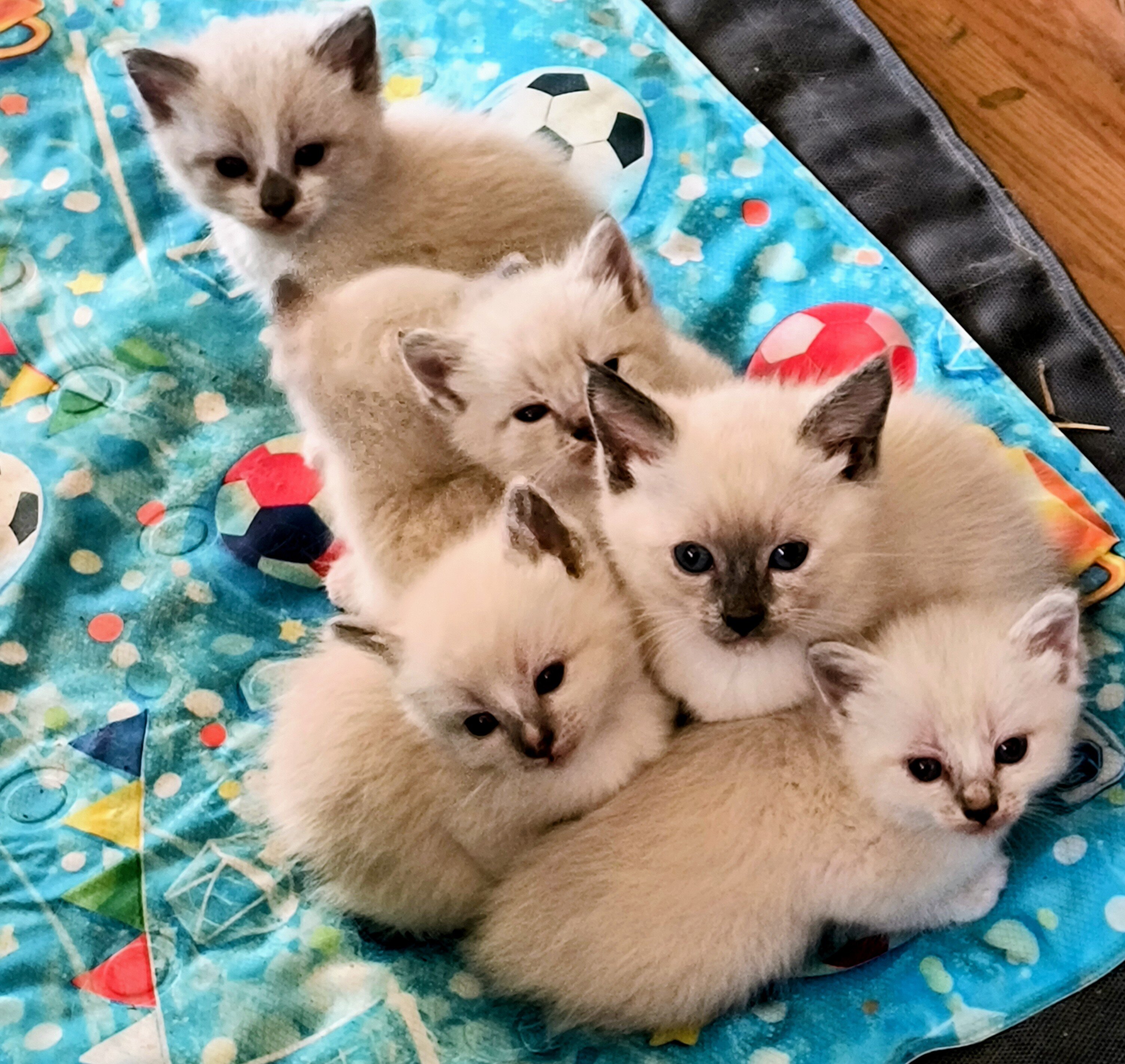 Beautiful Blue Eyed Ragdoll Cross Kittens image 1