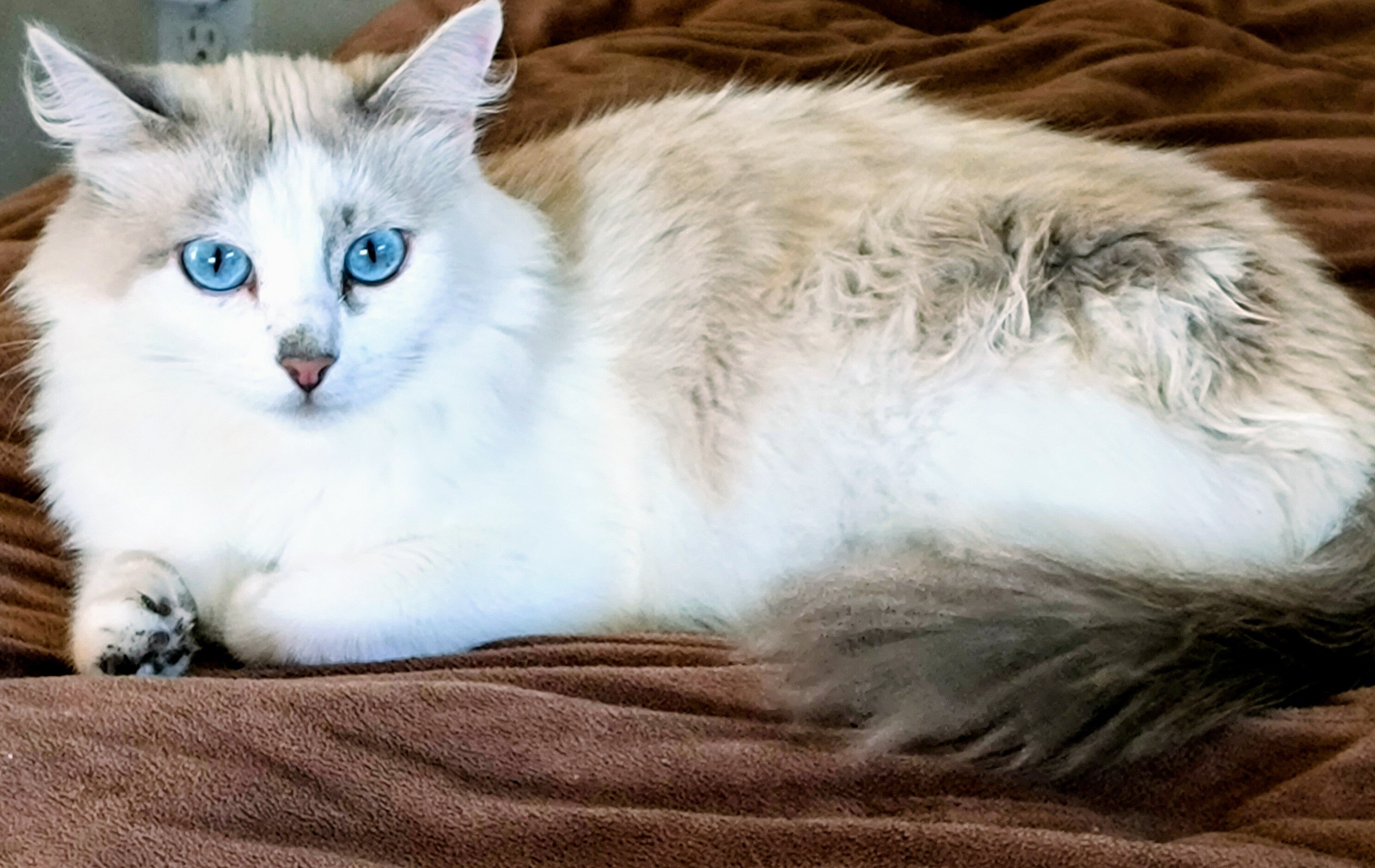 Beautiful Blue Eyed Ragdoll Cross Kittens image 6