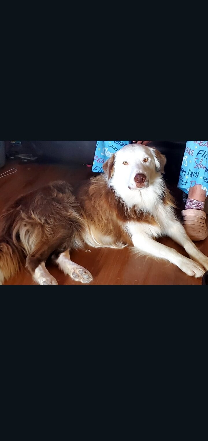 Purebred Male Red and White Border C Border Collie image 1
