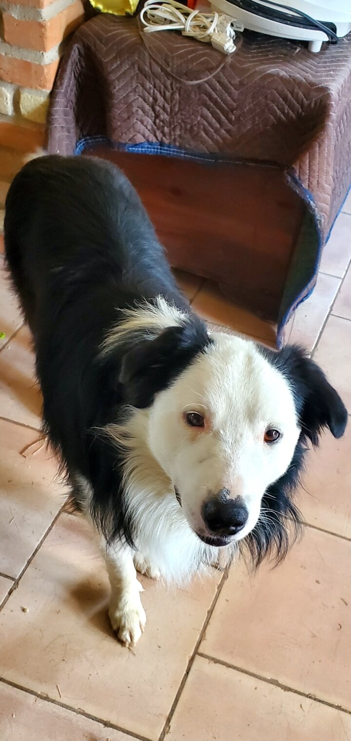 Purebred Male Black and White Border Collie image 3