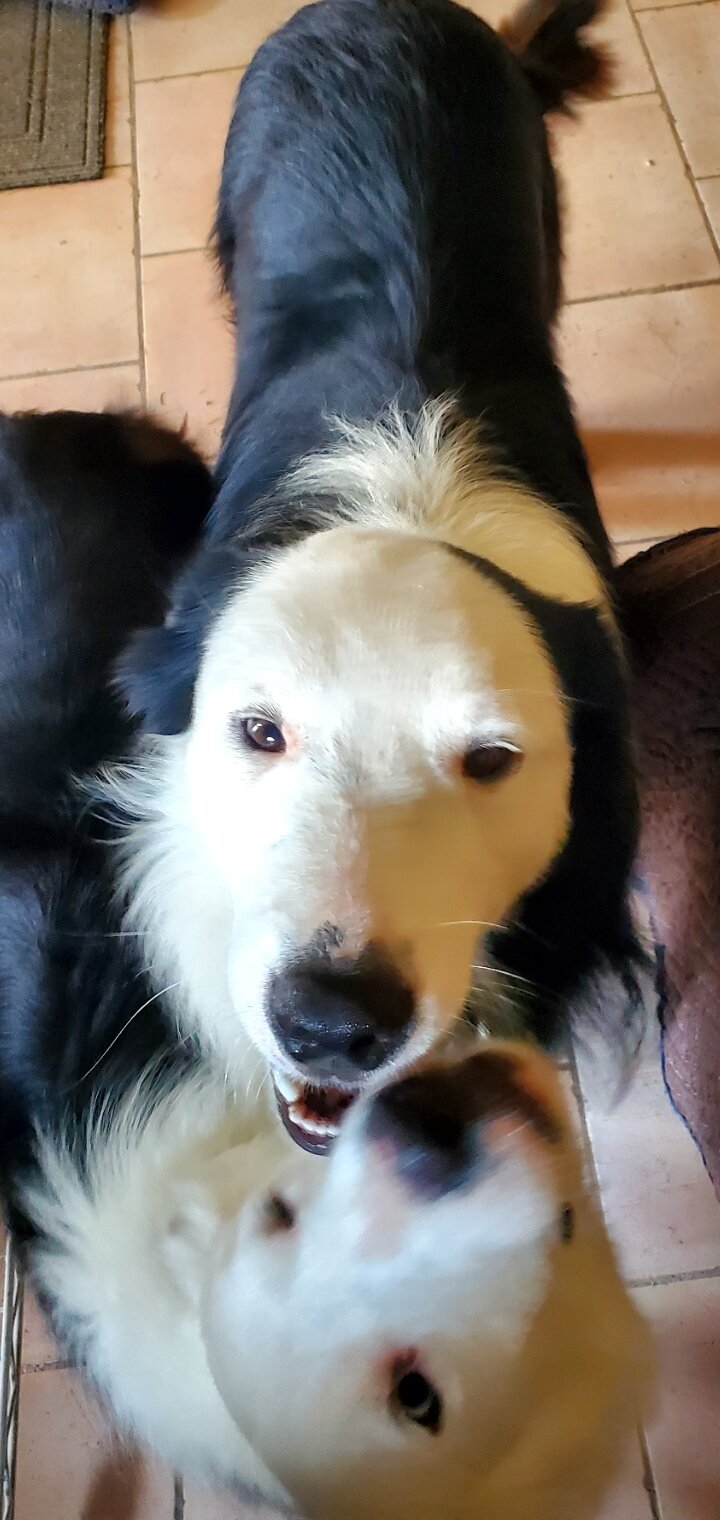 Purebred Male Black and White Border Collie image 2