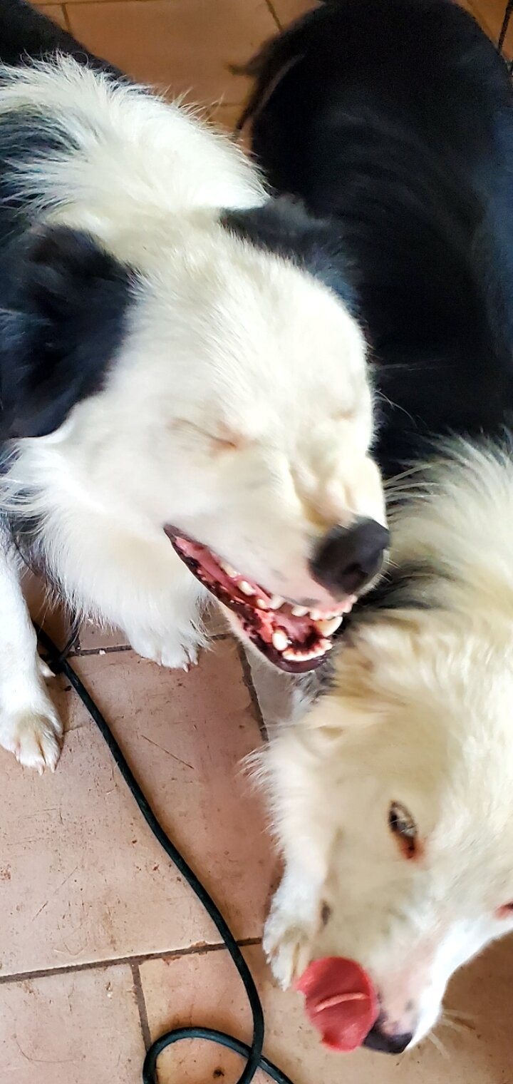 Purebred Male Black and White Border Collie image 1
