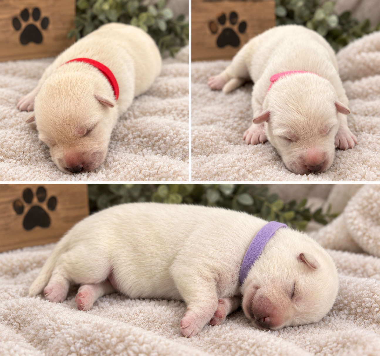 🐾 GERMAN SHEPHERD PUPPIES — RESERVATIONS OPEN! 🐾 image 1