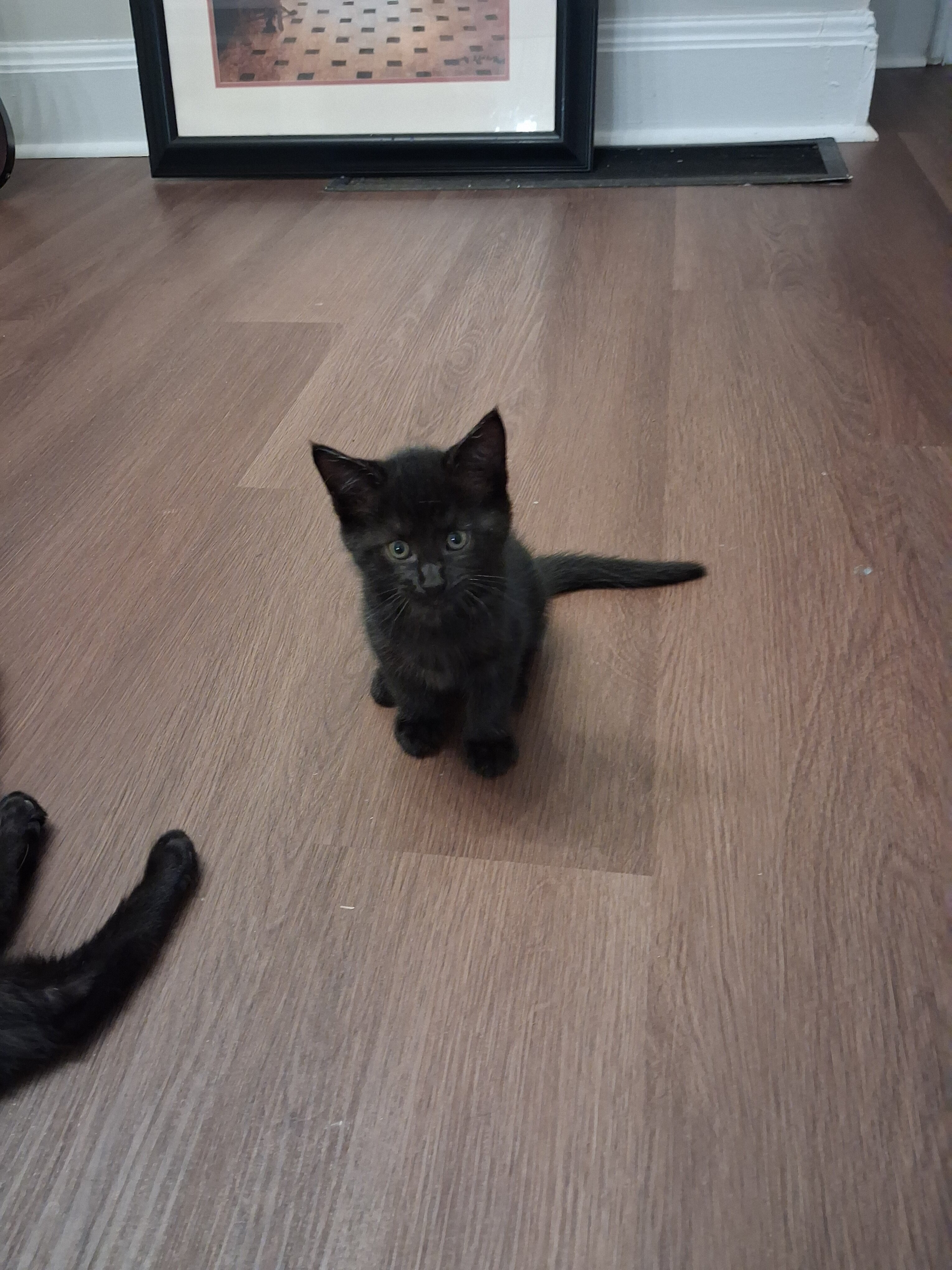 Kittens 8 Weeks Old image 2