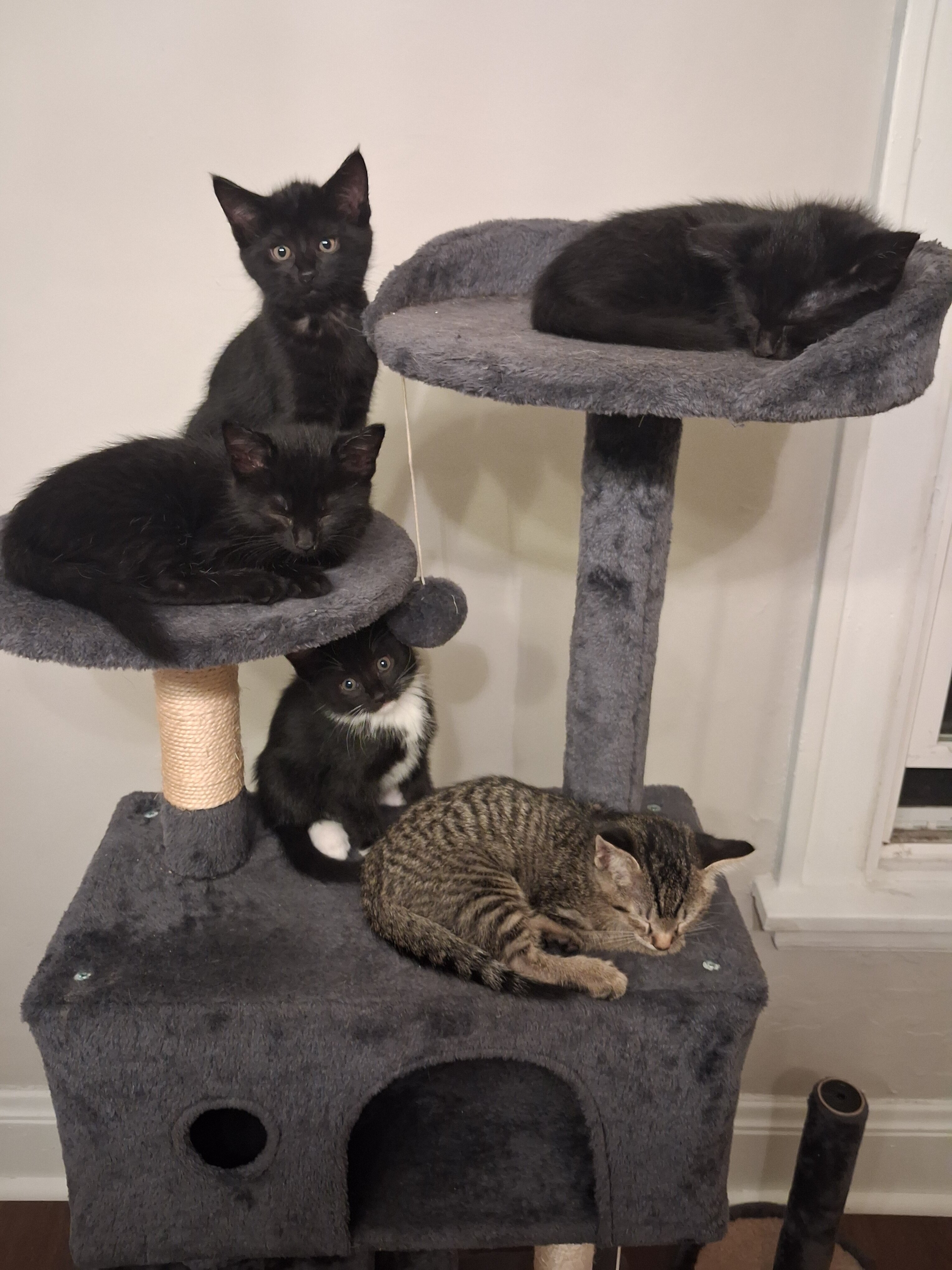 Kittens 8 Weeks Old image 4