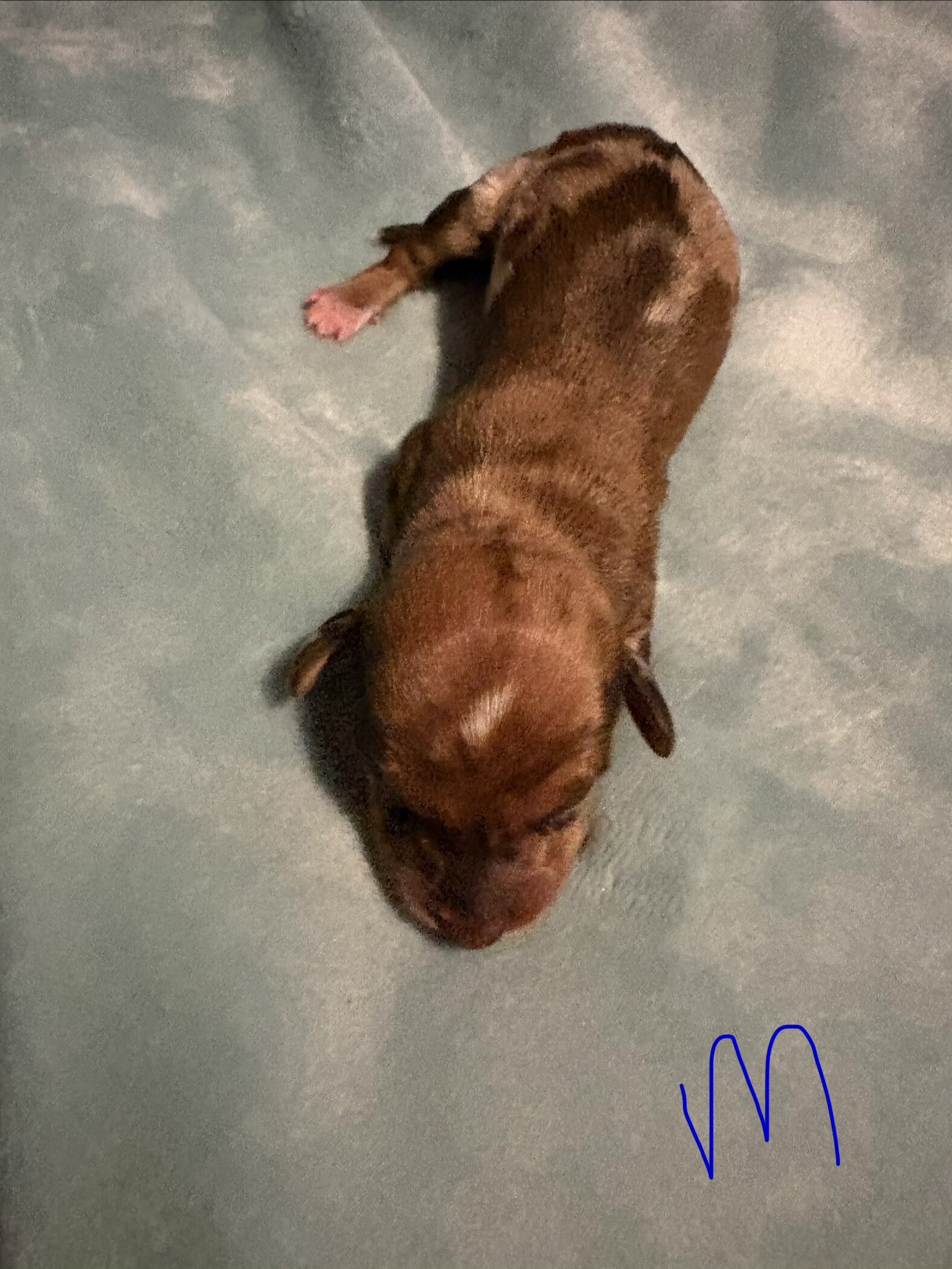 Miniature Dachshund image 4