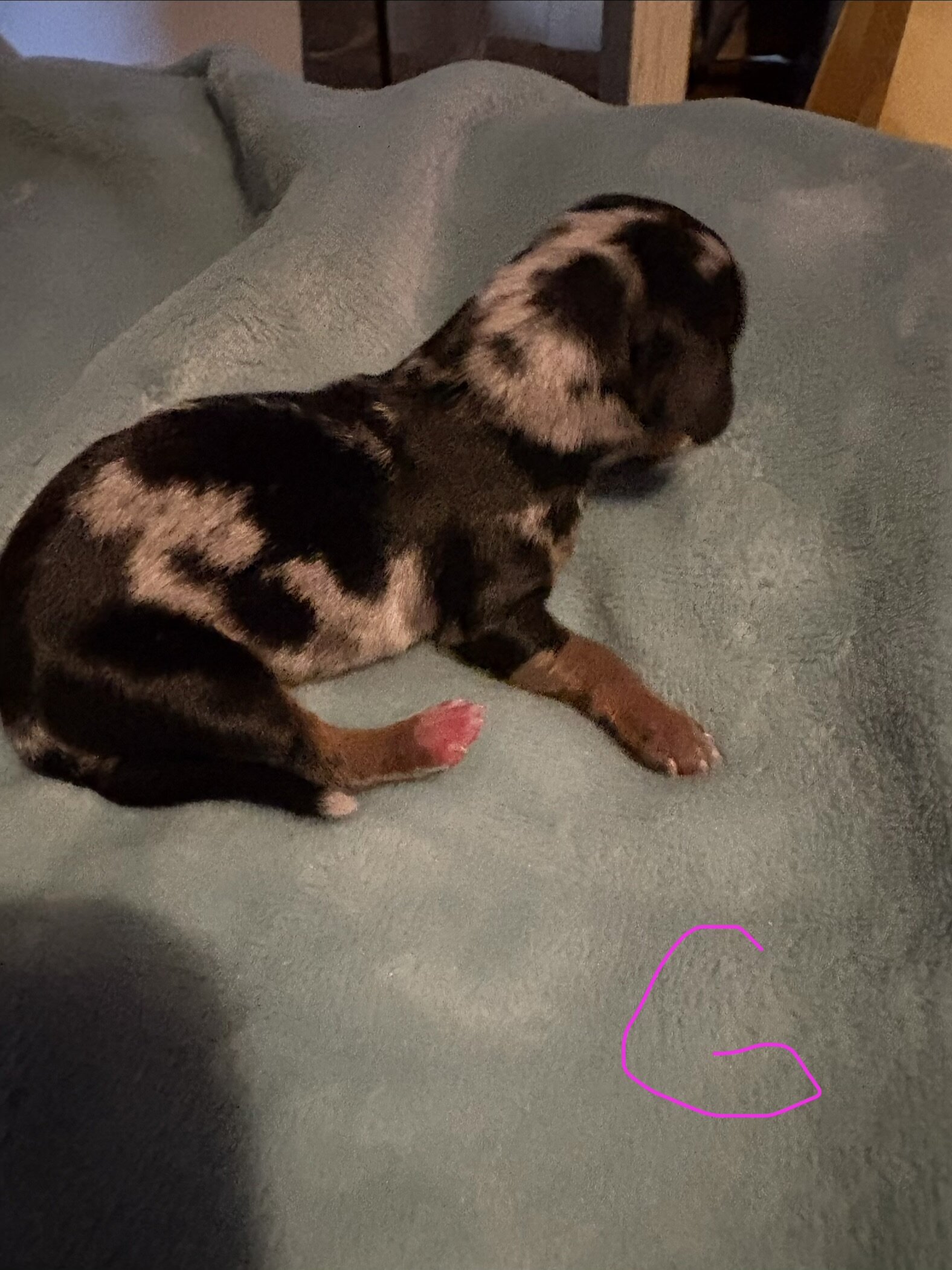 Miniature Dachshund image 2