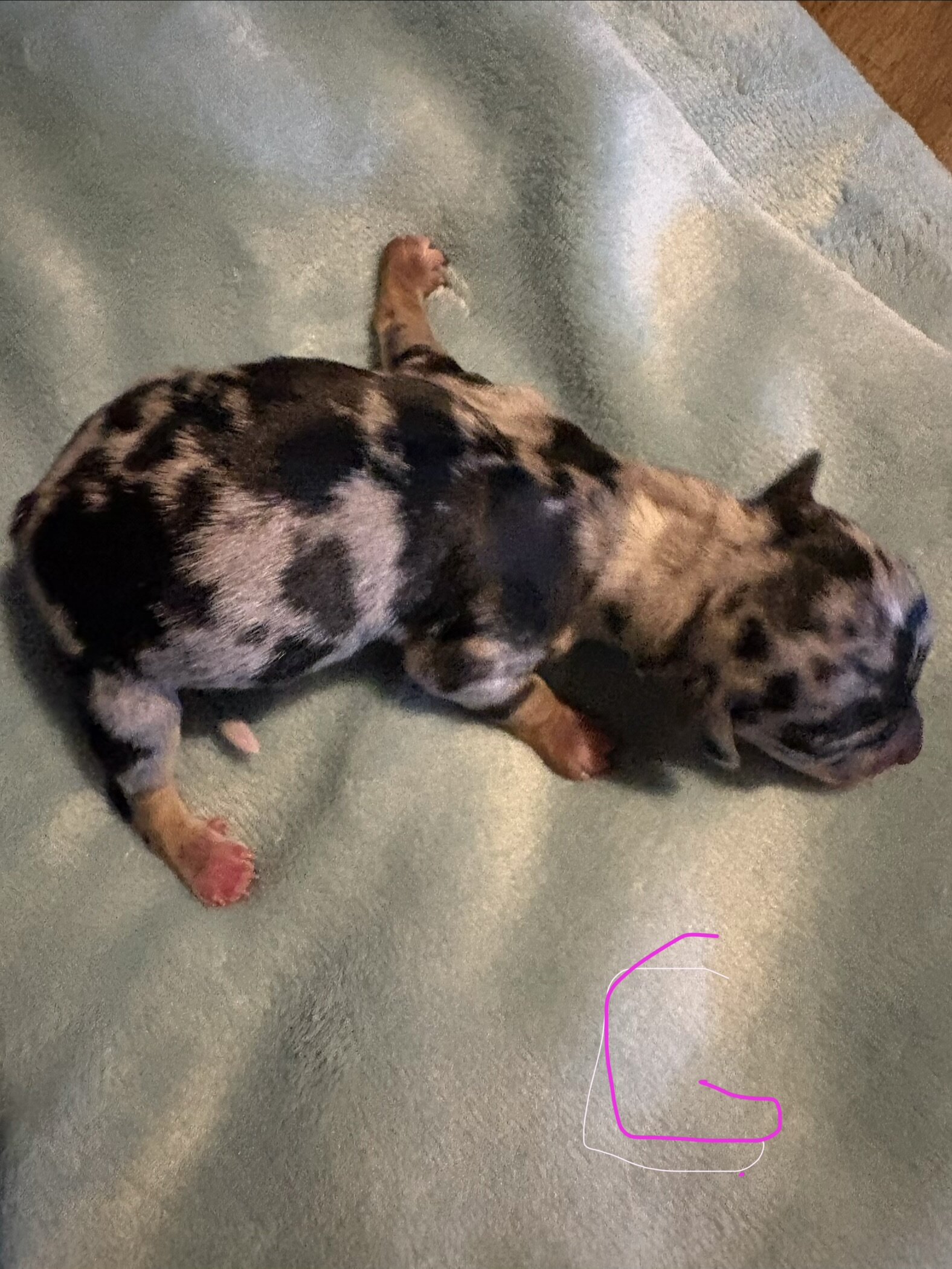 Miniature Dachshund image 1