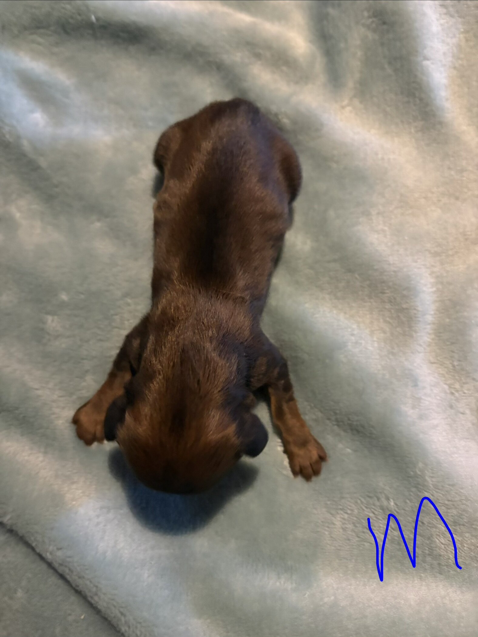 Miniature Dachshund image 3