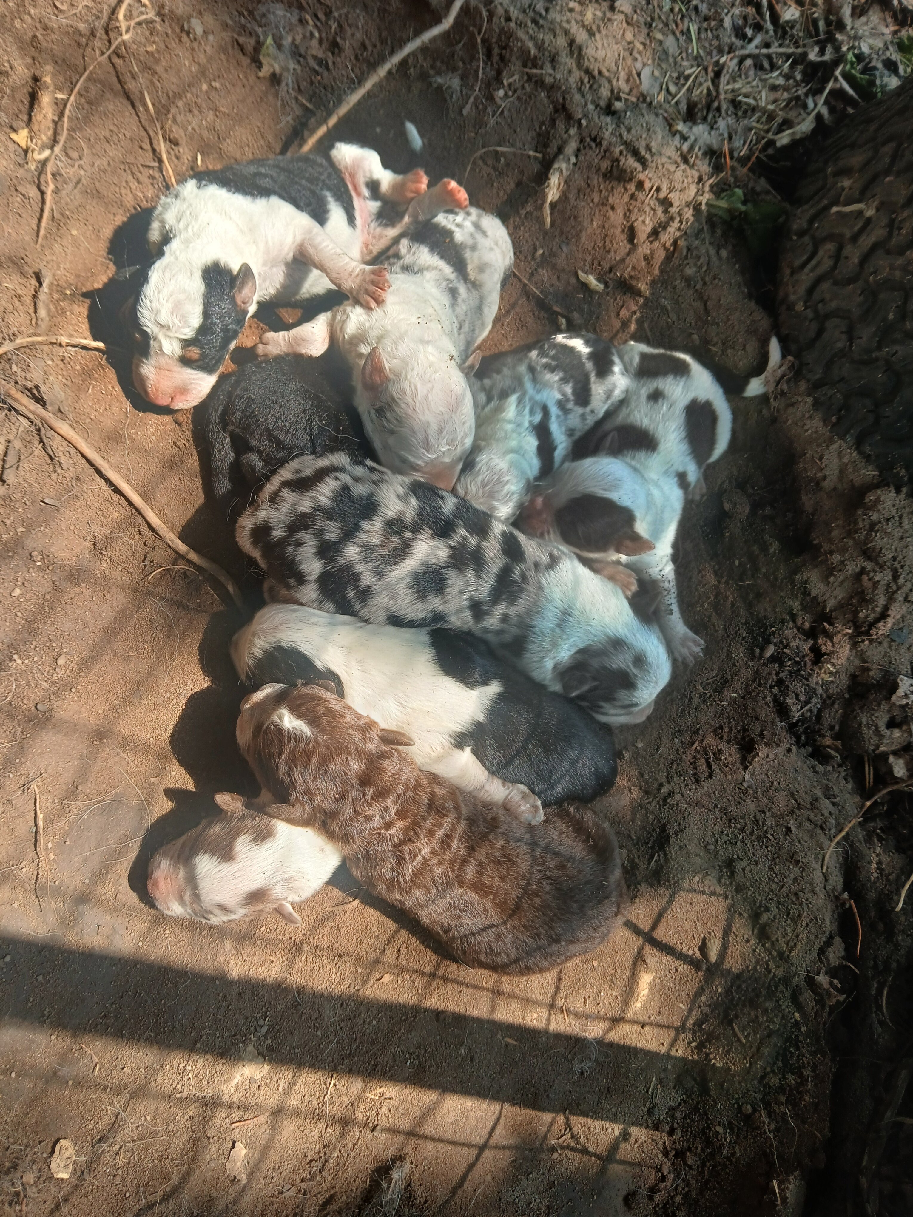 7 weeks old Border collie Australian Shepard pups image 1