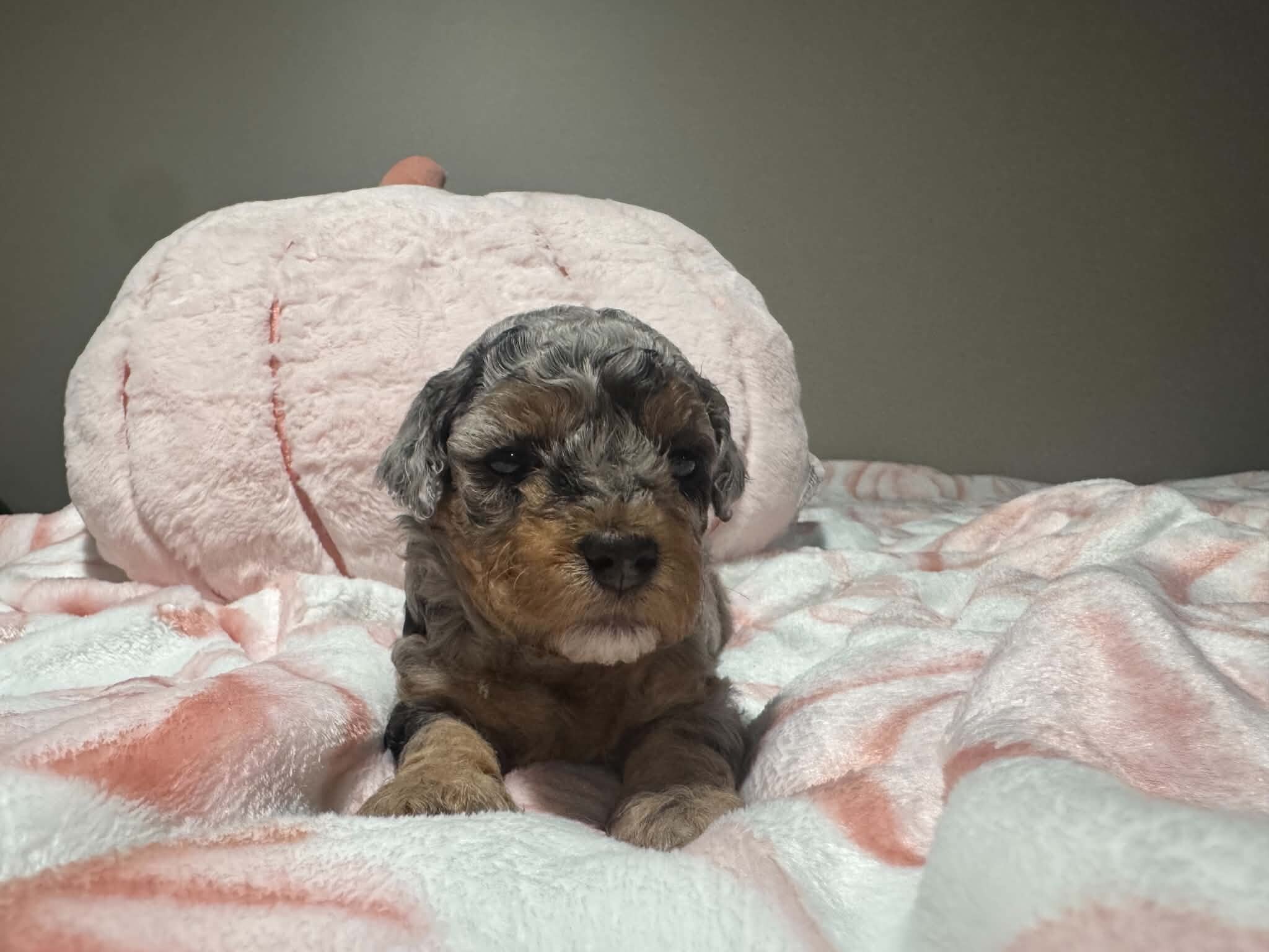 Toy poodle image 2