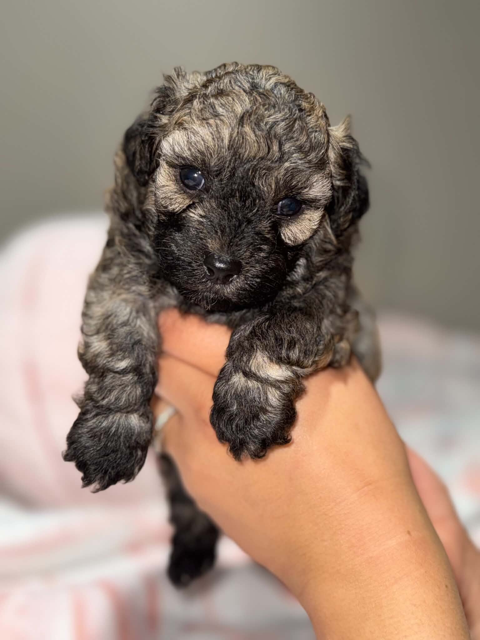 Toy poodle image 1