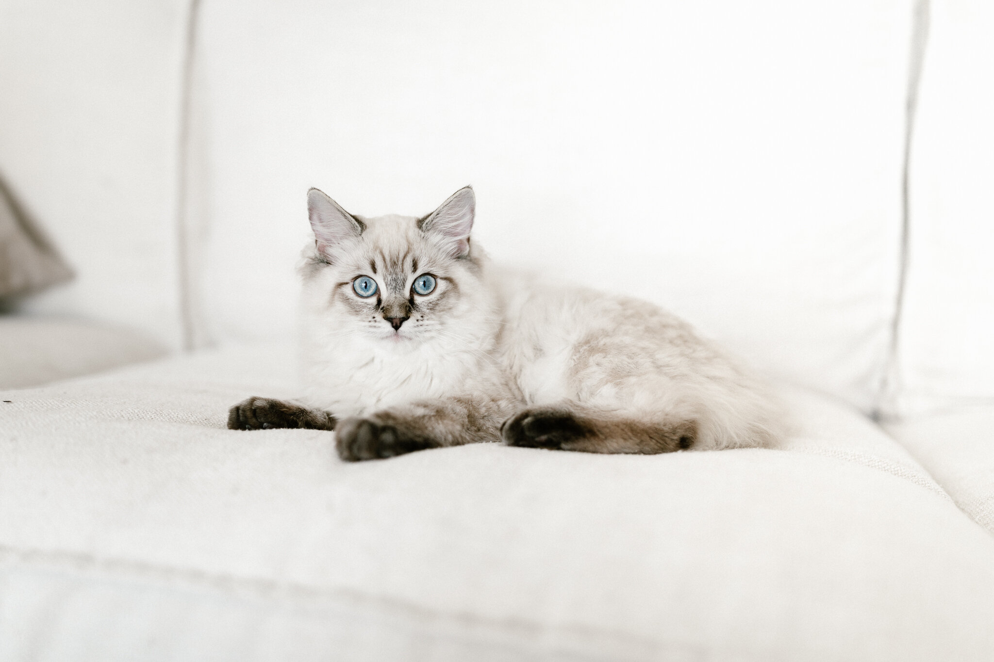 TICA Registered Ragdolls image 5