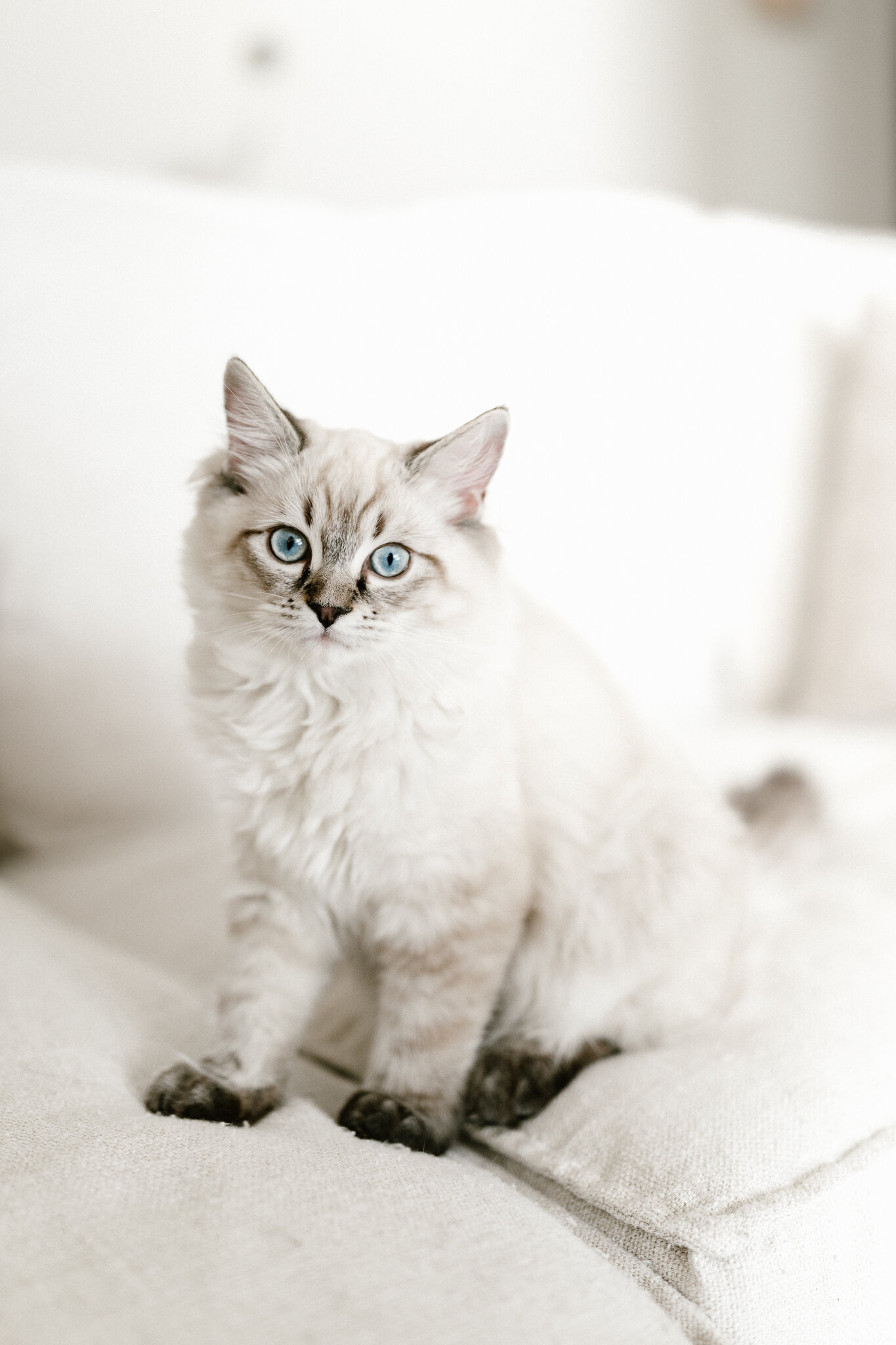 TICA Registered Ragdolls image 6
