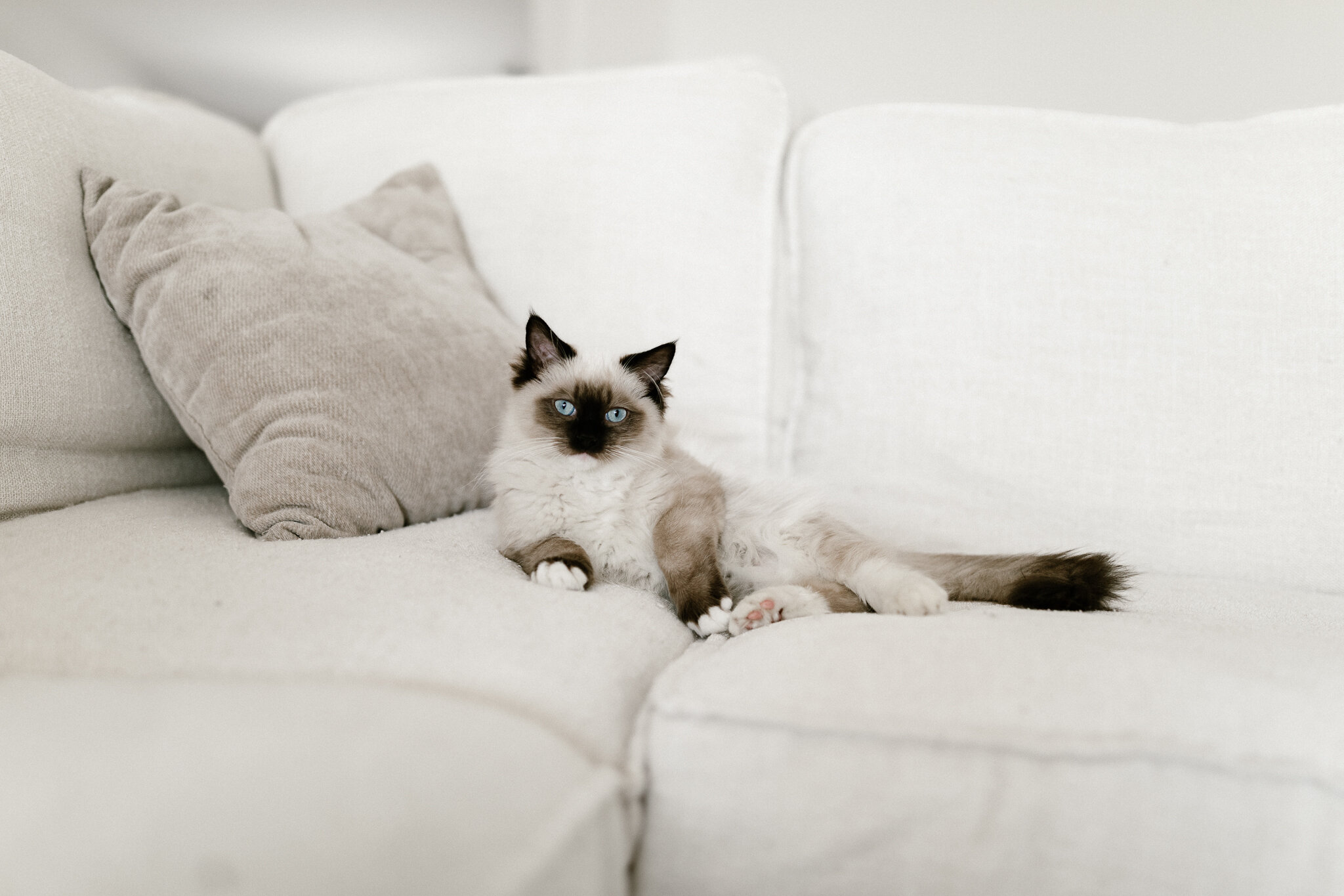 TICA Registered Ragdolls image 3