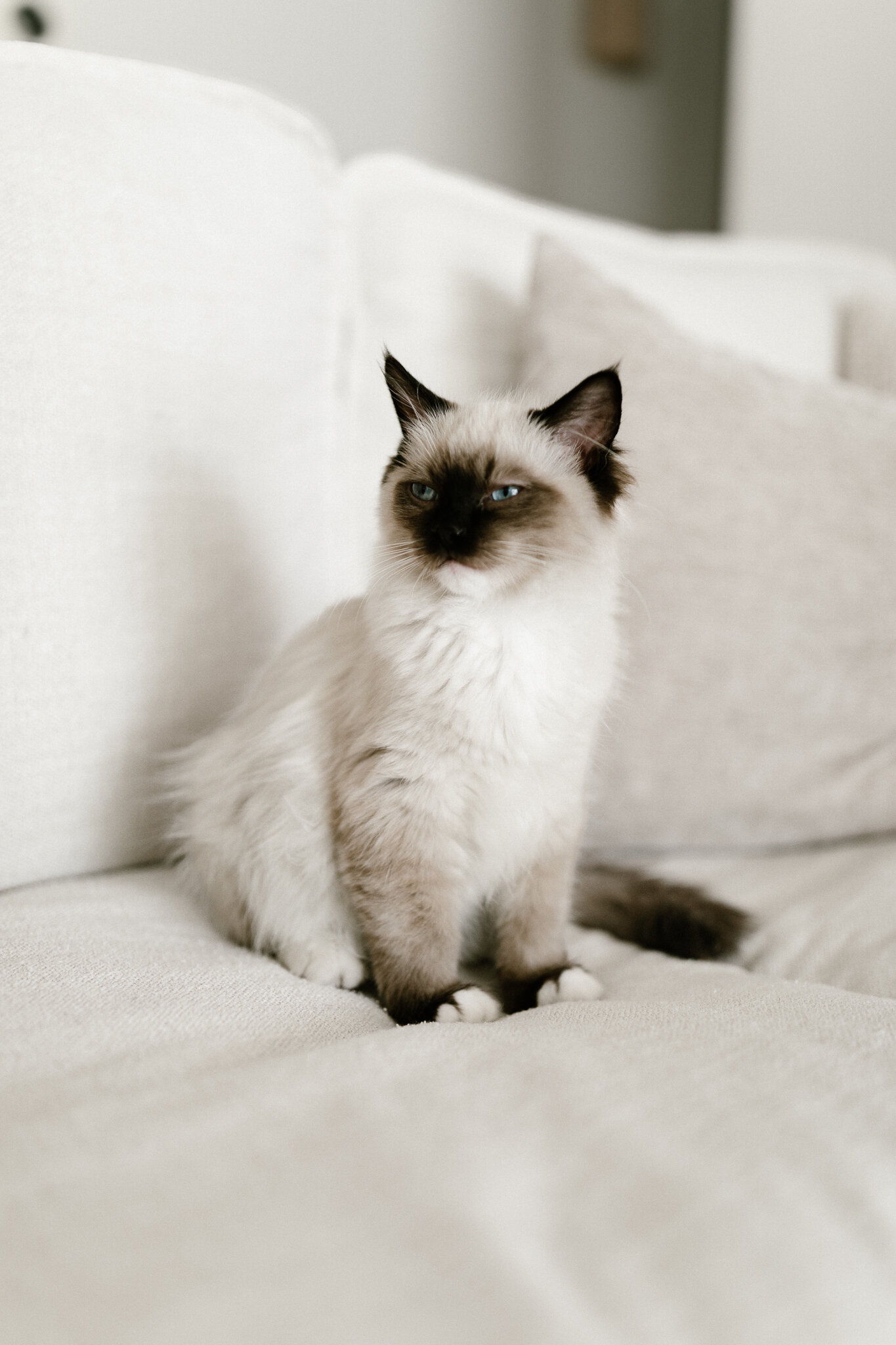 TICA Registered Ragdolls image 4