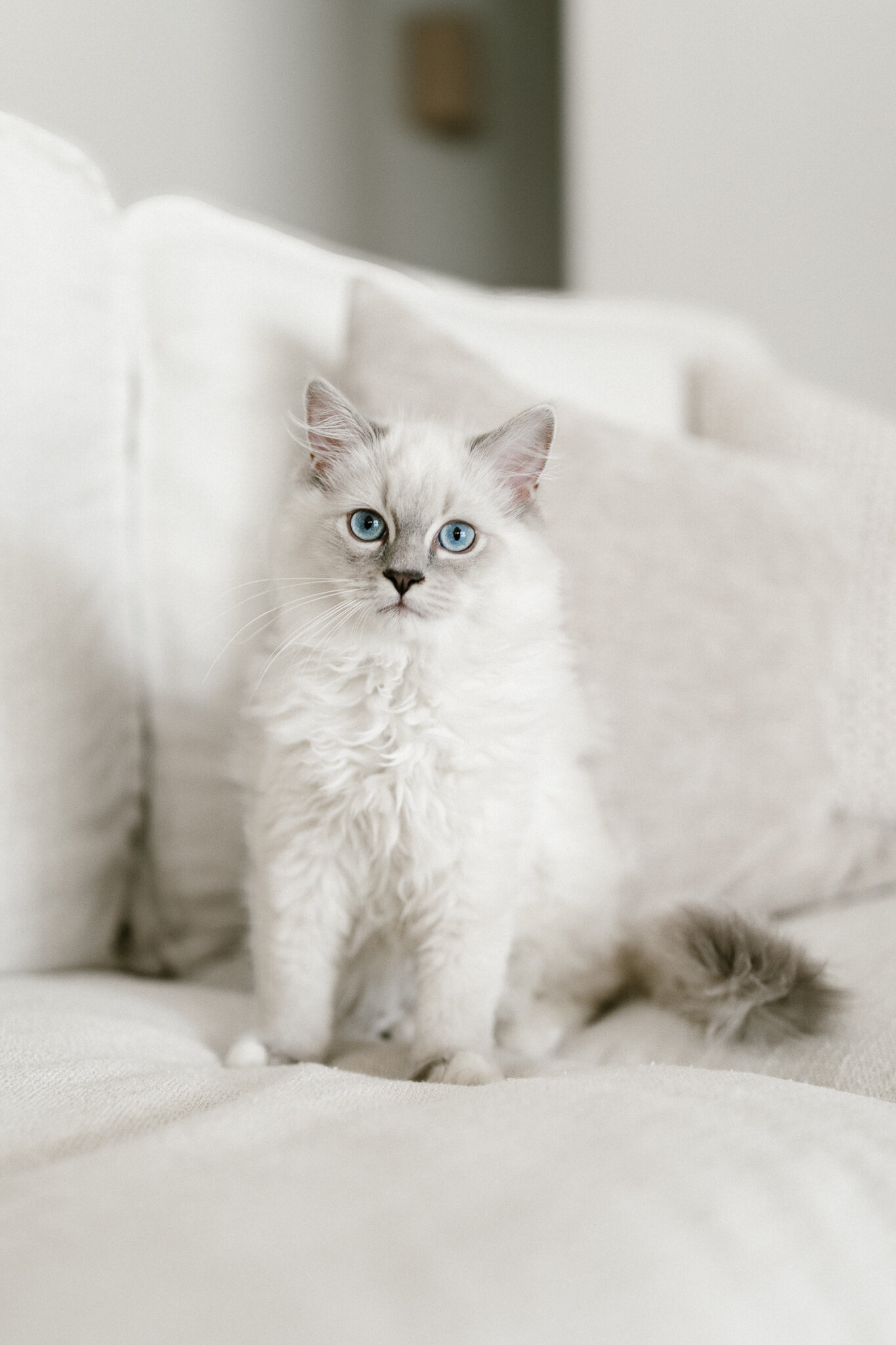 TICA Registered Ragdolls image 1