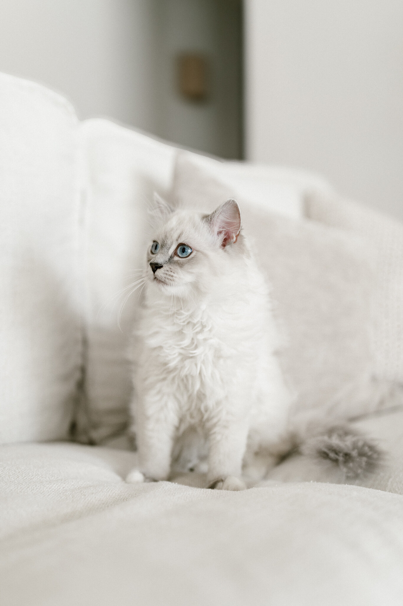 TICA Registered Ragdolls image 2