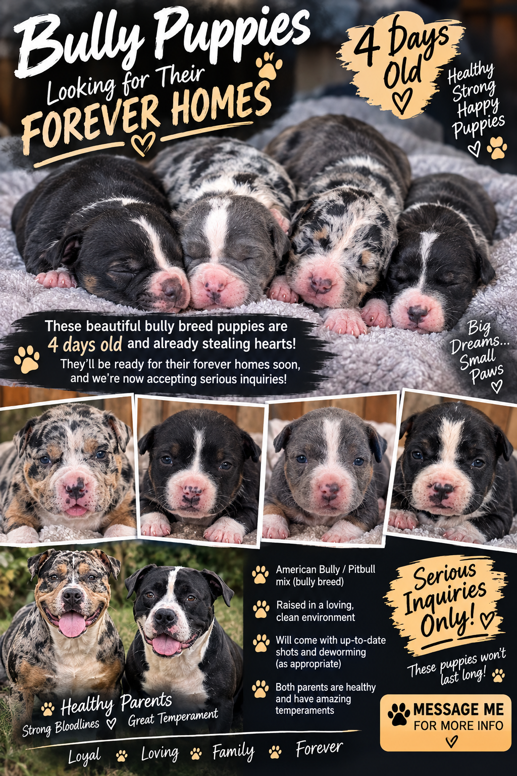 Staffordshire Terrier Puppies image 1