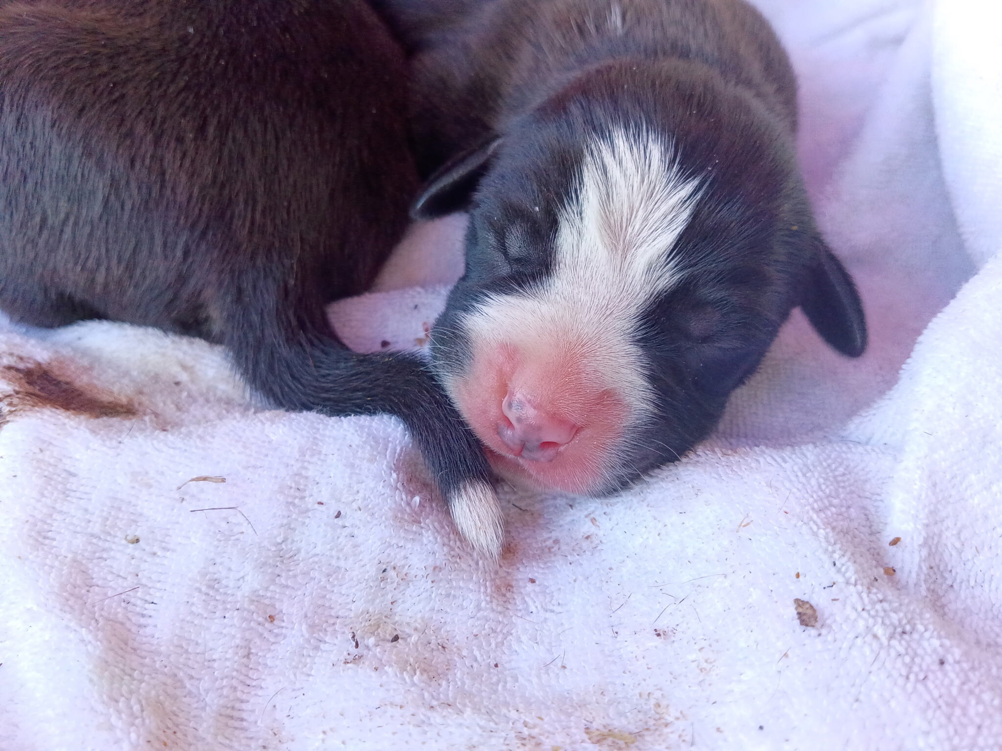 Staffordshire Terrier Puppies image 2