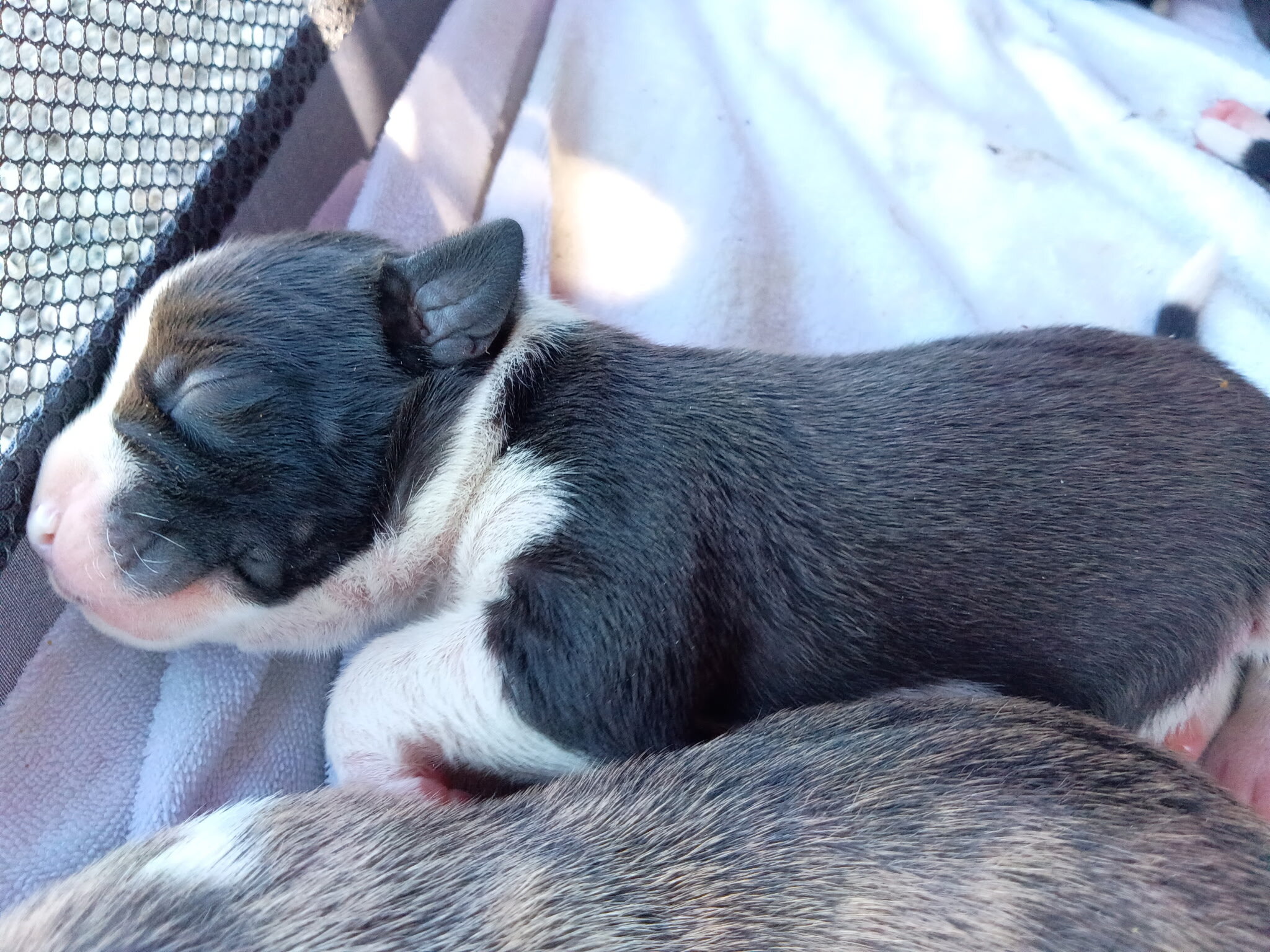 Staffordshire Terrier Puppies image 4