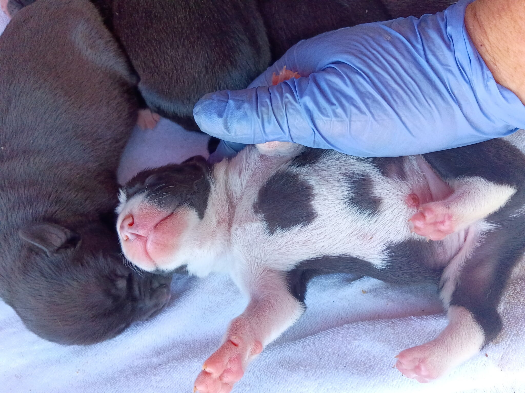 Staffordshire Terrier Puppies image 3