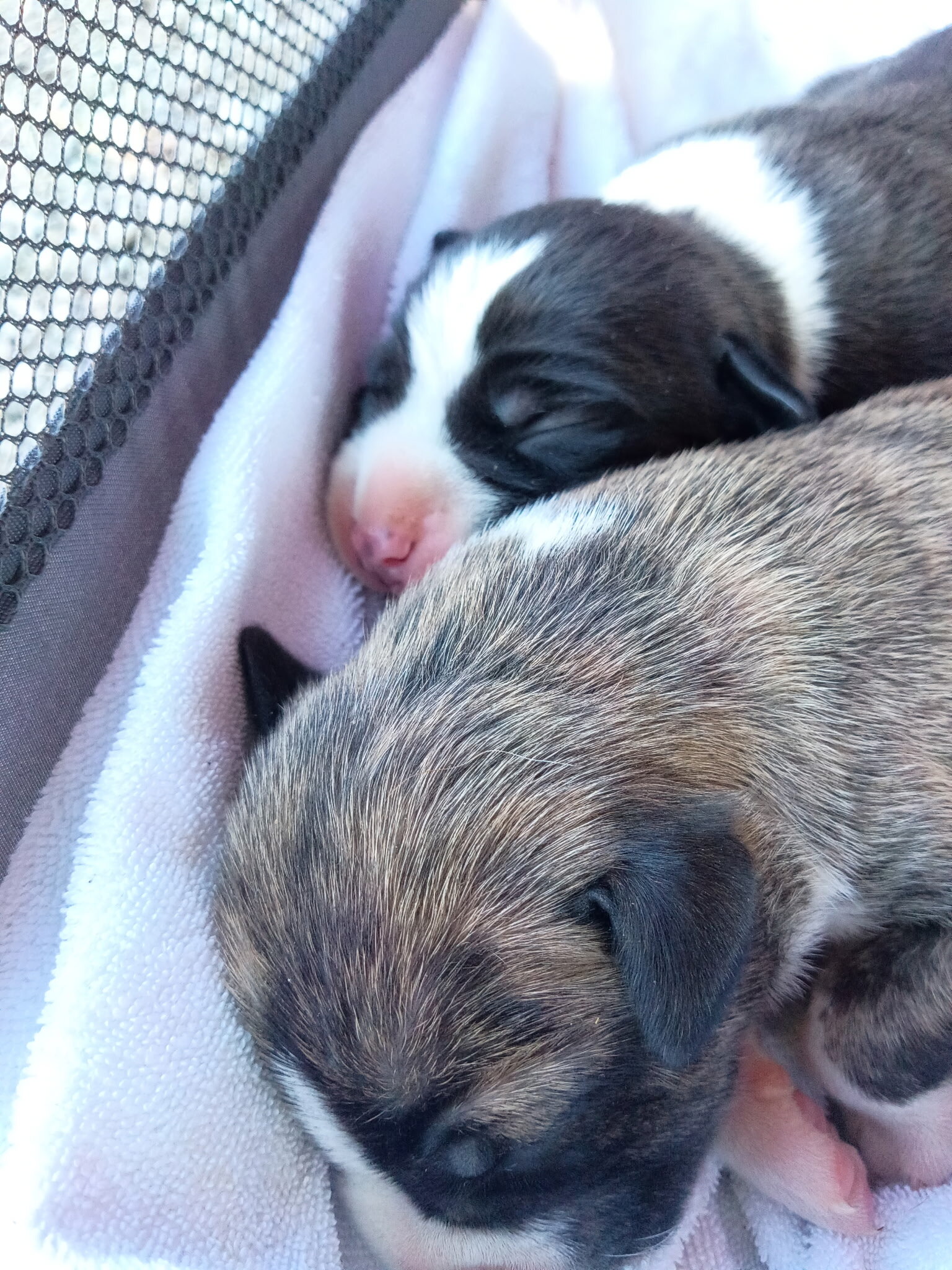 Staffordshire Terrier Puppies image 5