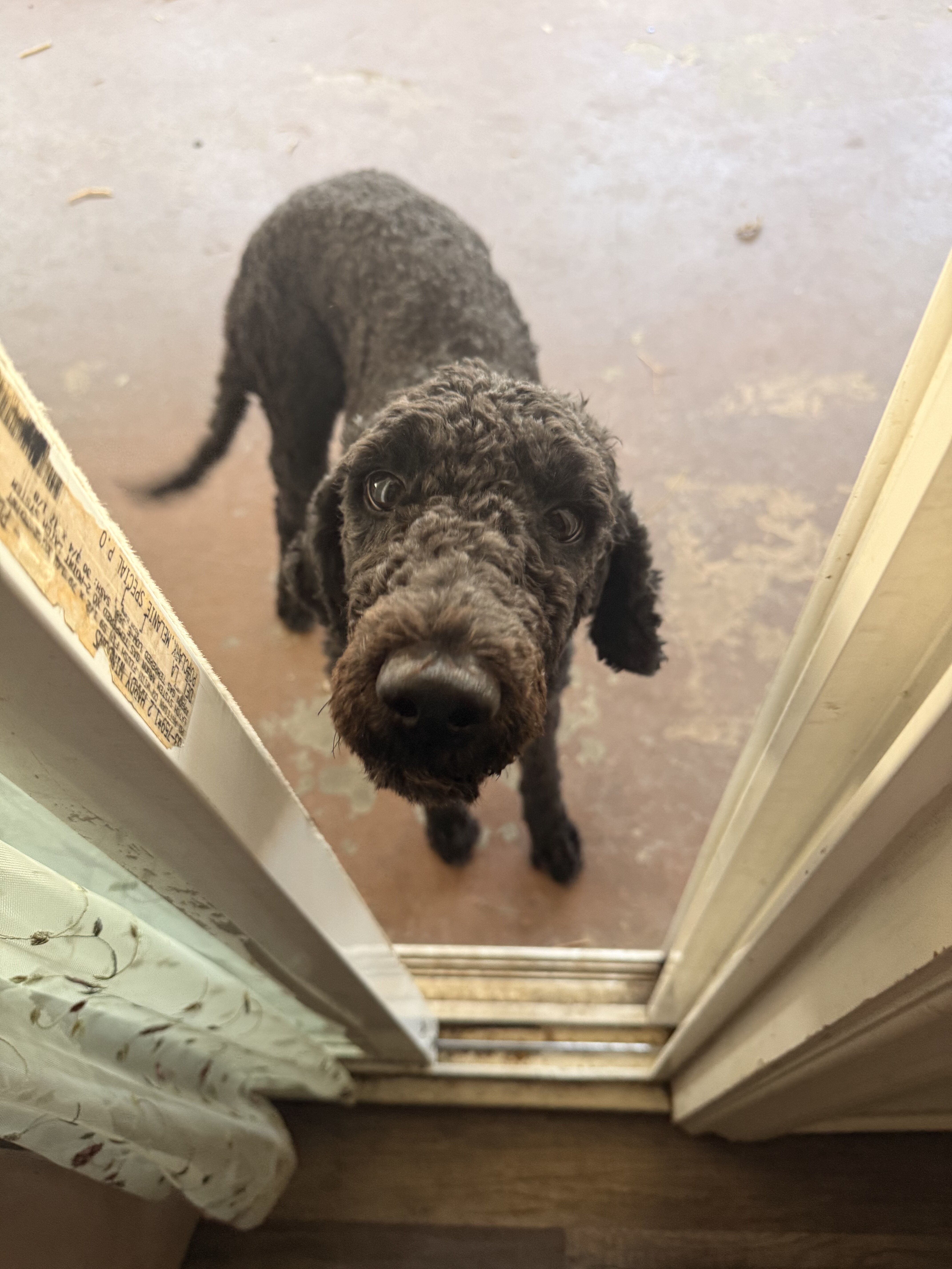 Labradoodle black female image 5