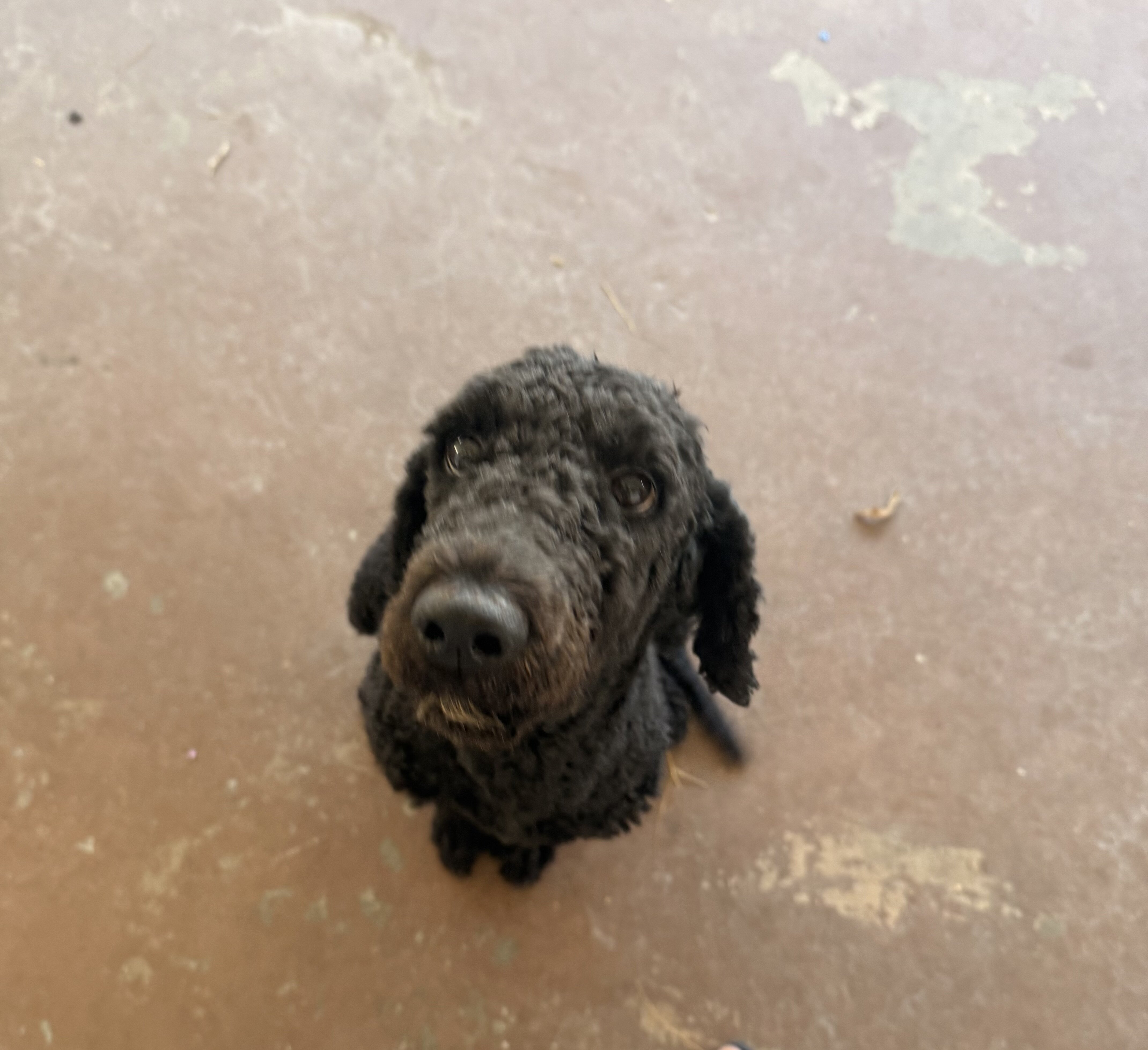 Labradoodle black female image 3