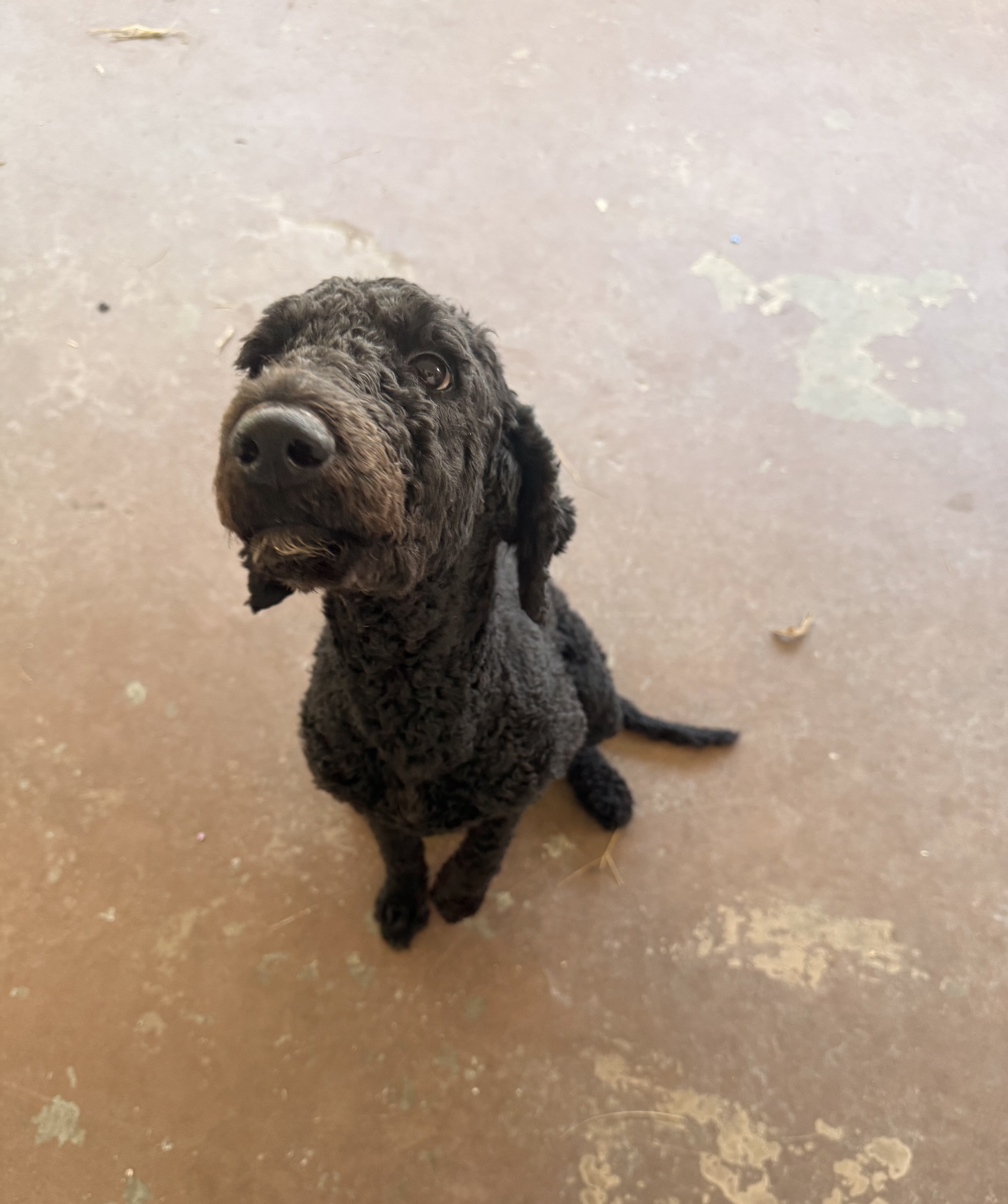 Labradoodle black female image 1
