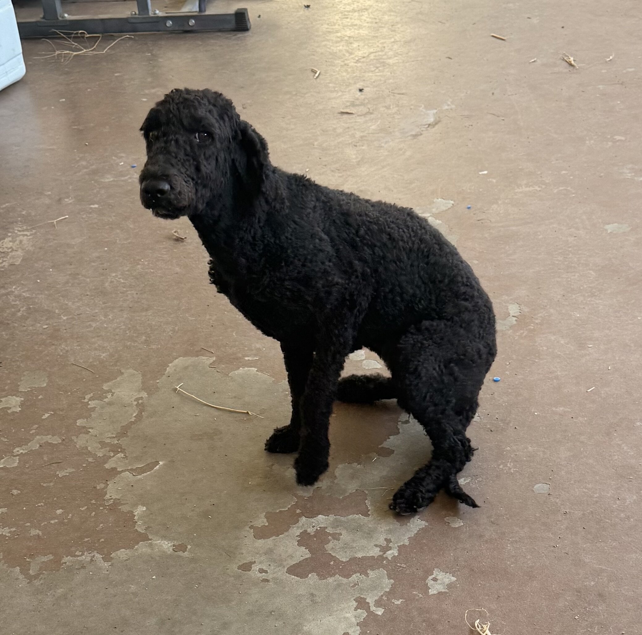 Labradoodle black female image 4