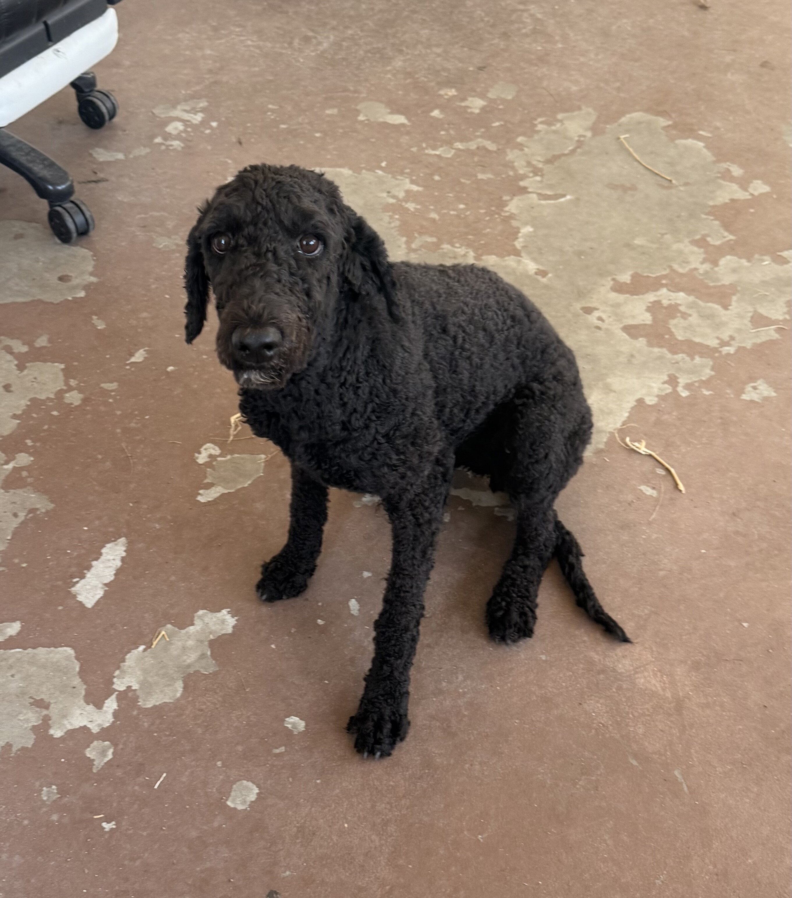 Labradoodle black female image 2