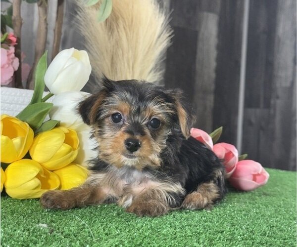 male and female tea cup yorkie puppies for adoptio image 2