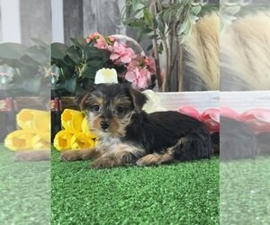 male and female tea cup yorkie puppies image 1