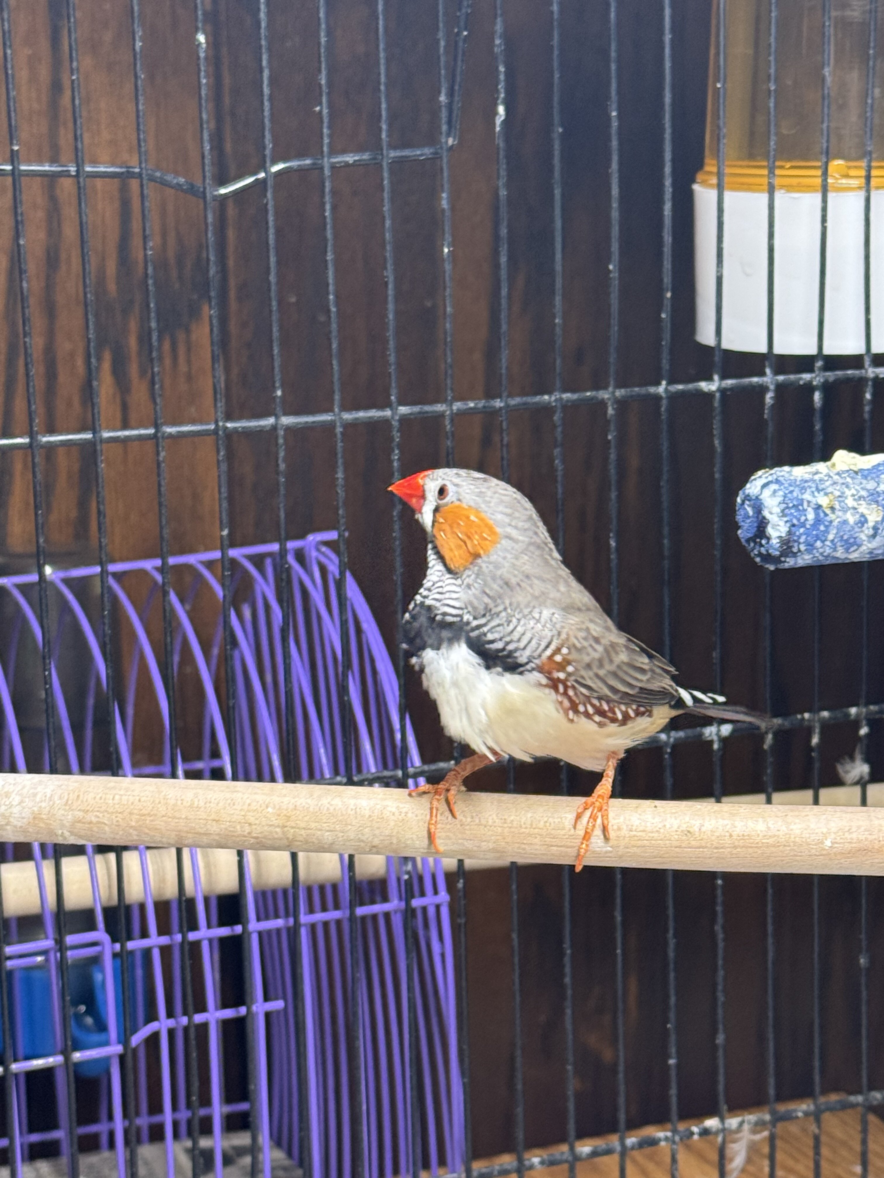 Total finch package image 1