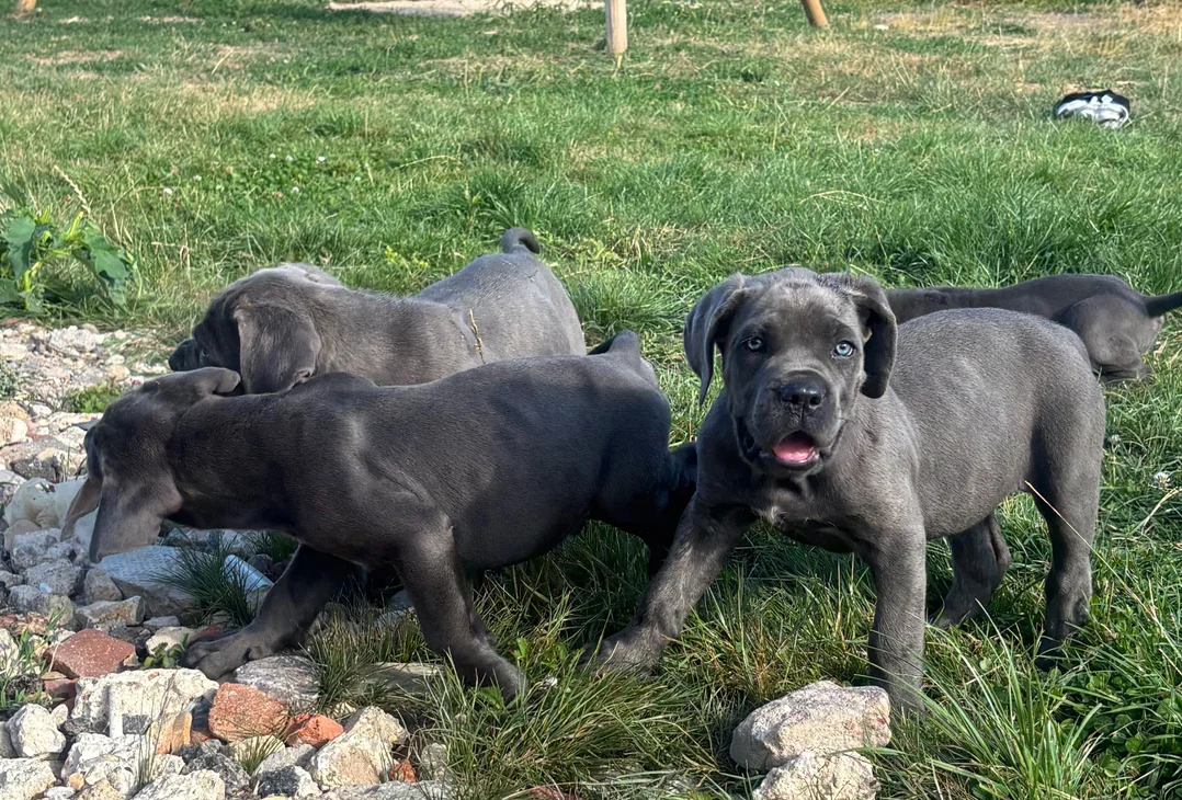 Cane Corso Puppies image 1