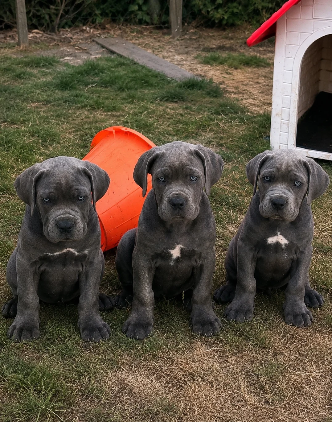 Cane Corso Puppies image 2