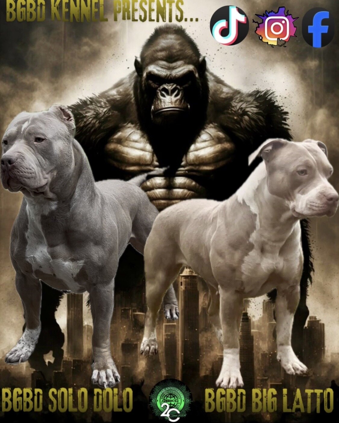 XL American Bullys puppies image 3