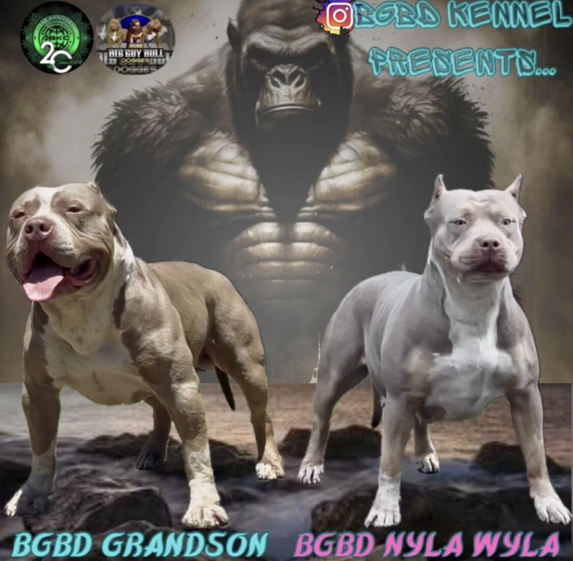 XL American Bullys puppies image 2