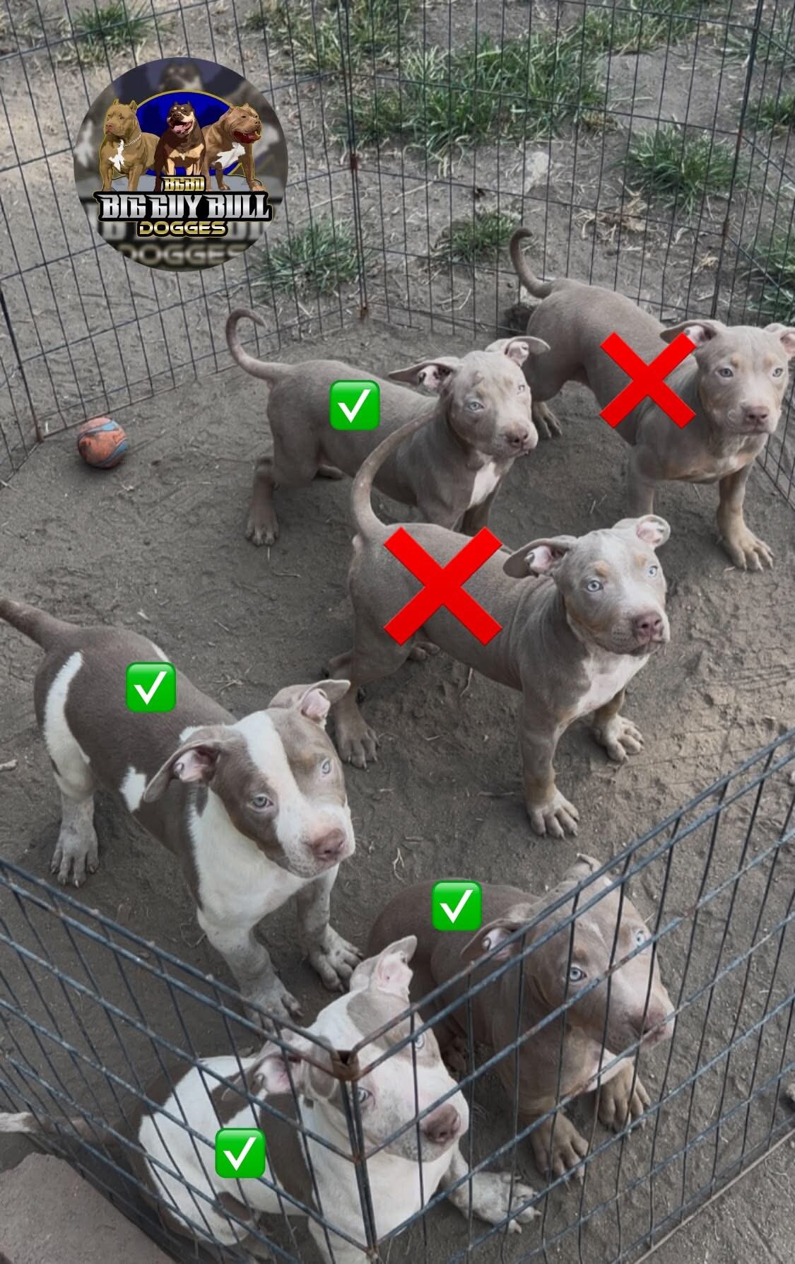 XL American Bullys puppies image 1