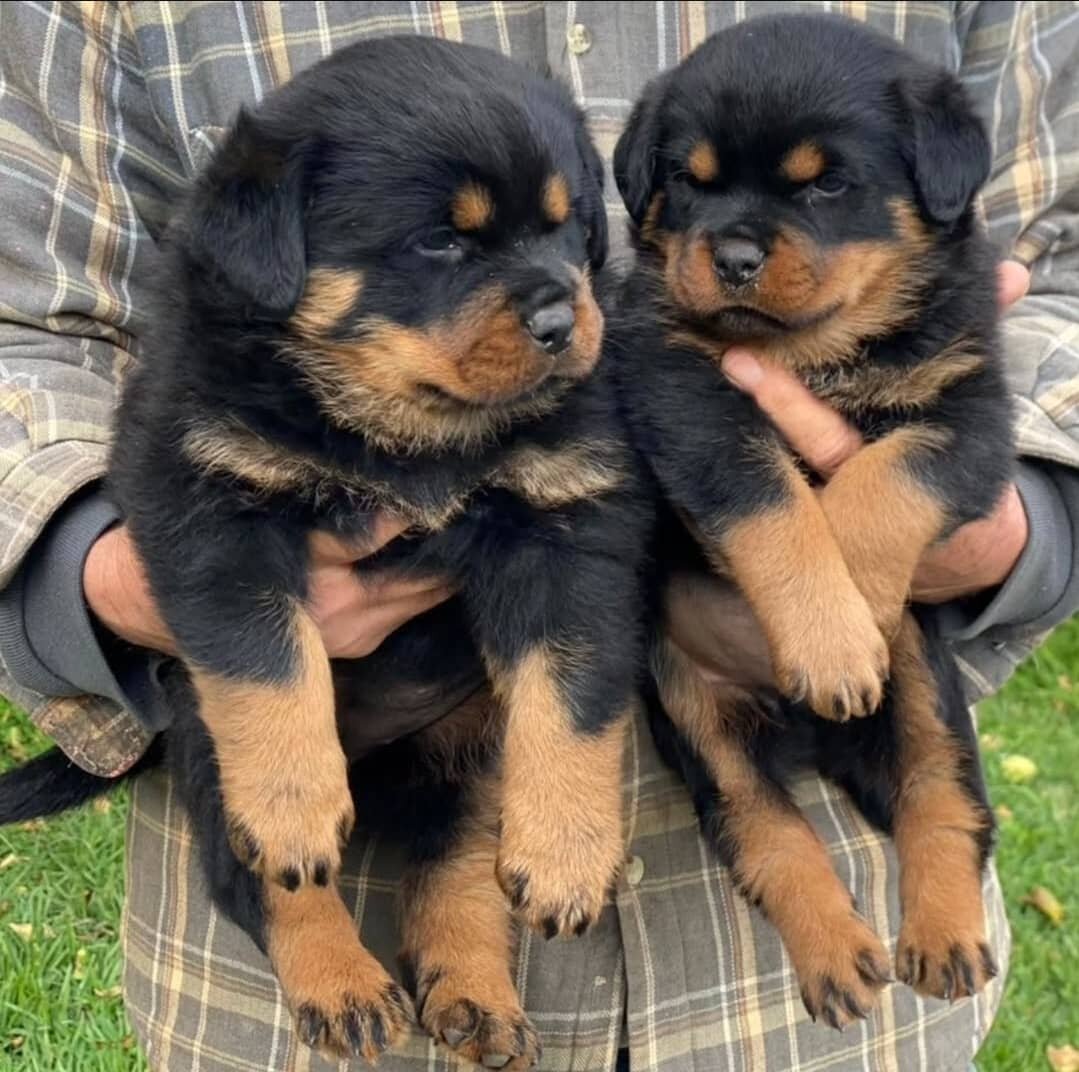 Rottweiler puppies available image 1