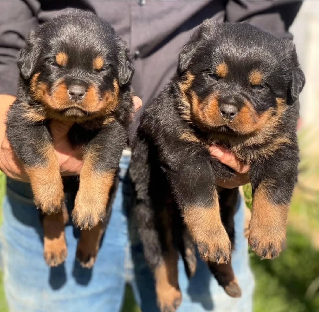 Rottweiler puppies available image 4