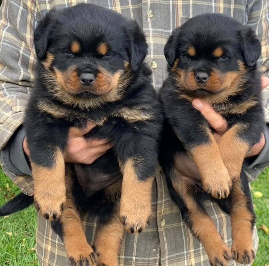 Rottweiler puppies available image 2