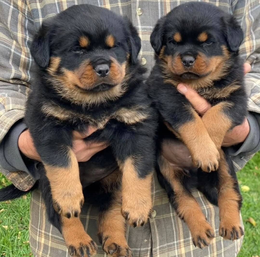 Rottweiler puppies available image 3